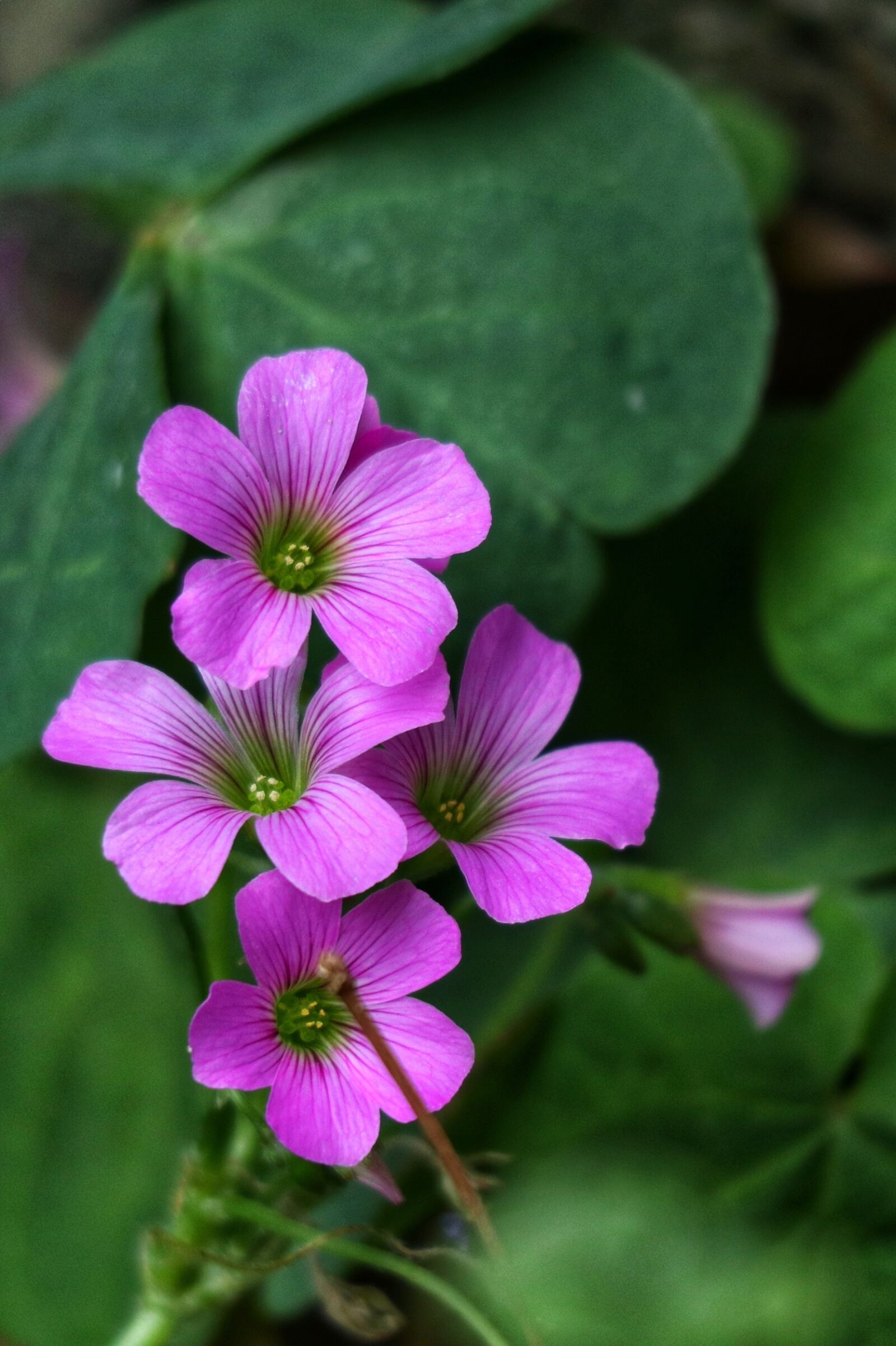 Canon EOS M100 sample photo. Shamrock, hong kong, clover photography