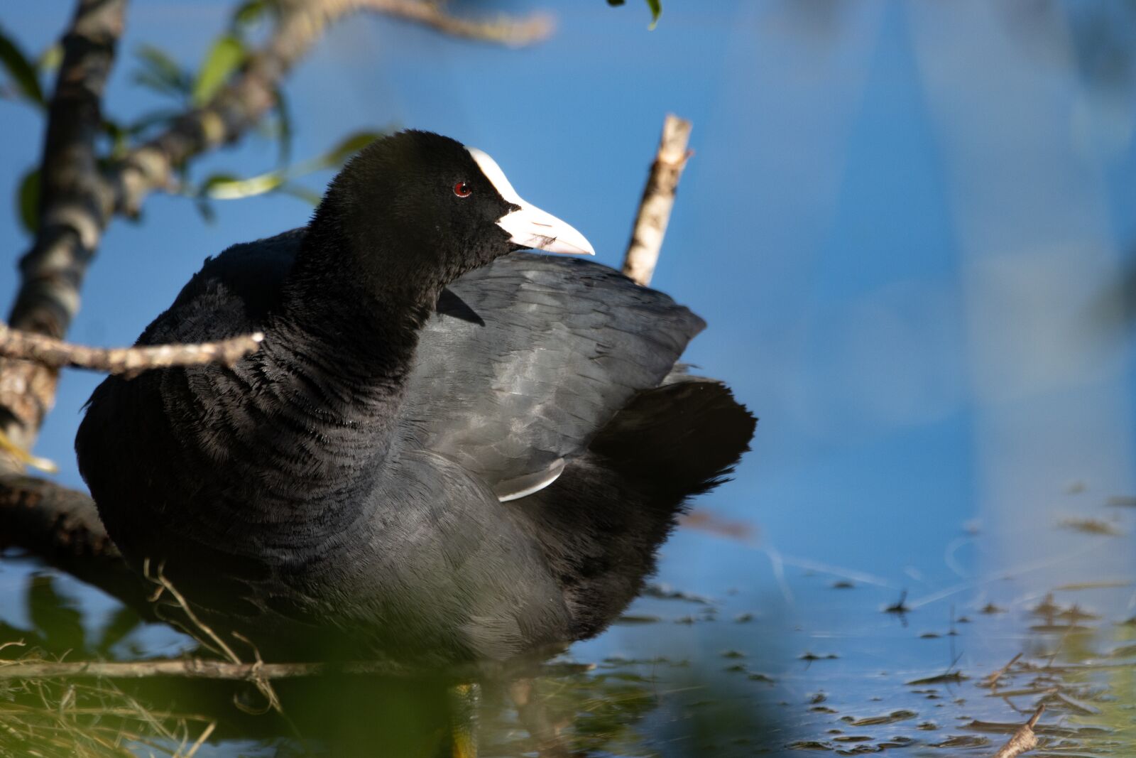 150-600mm F5-6.3 DG OS HSM | Contemporary 015 sample photo. Coot, animal world, water photography