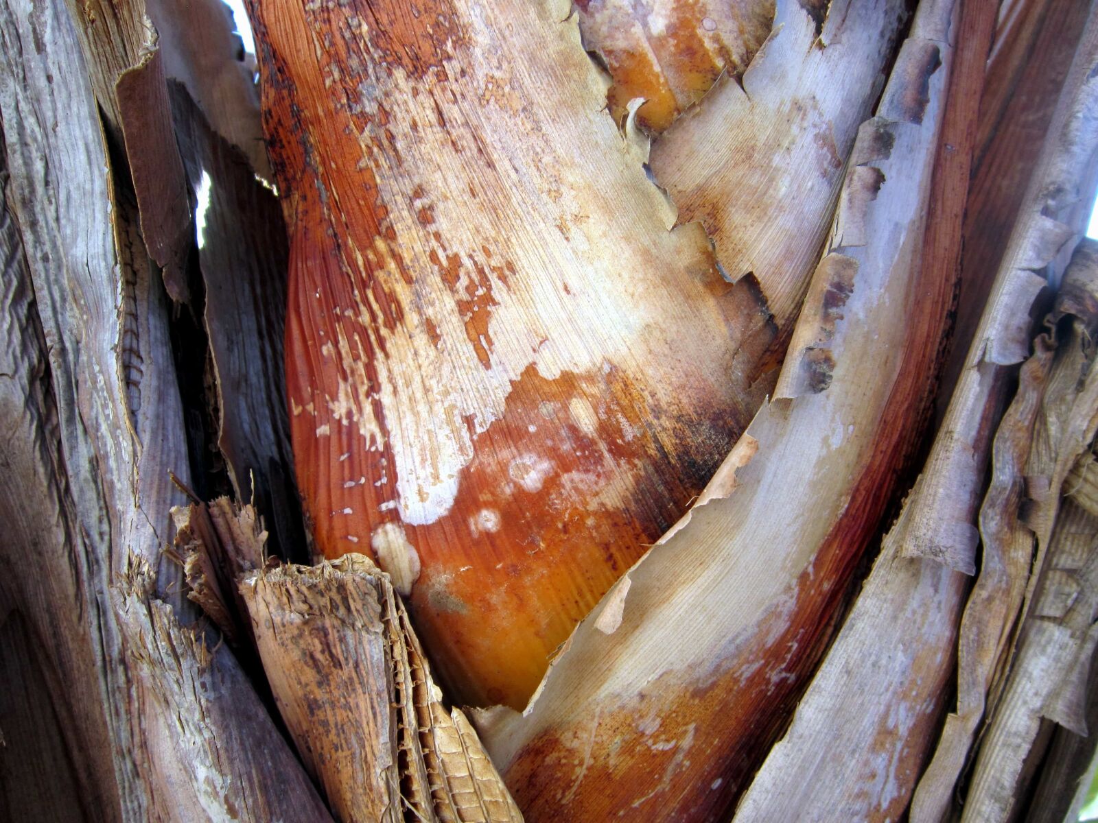Canon PowerShot A3200 IS sample photo. Nature, leaf, plant, wood photography