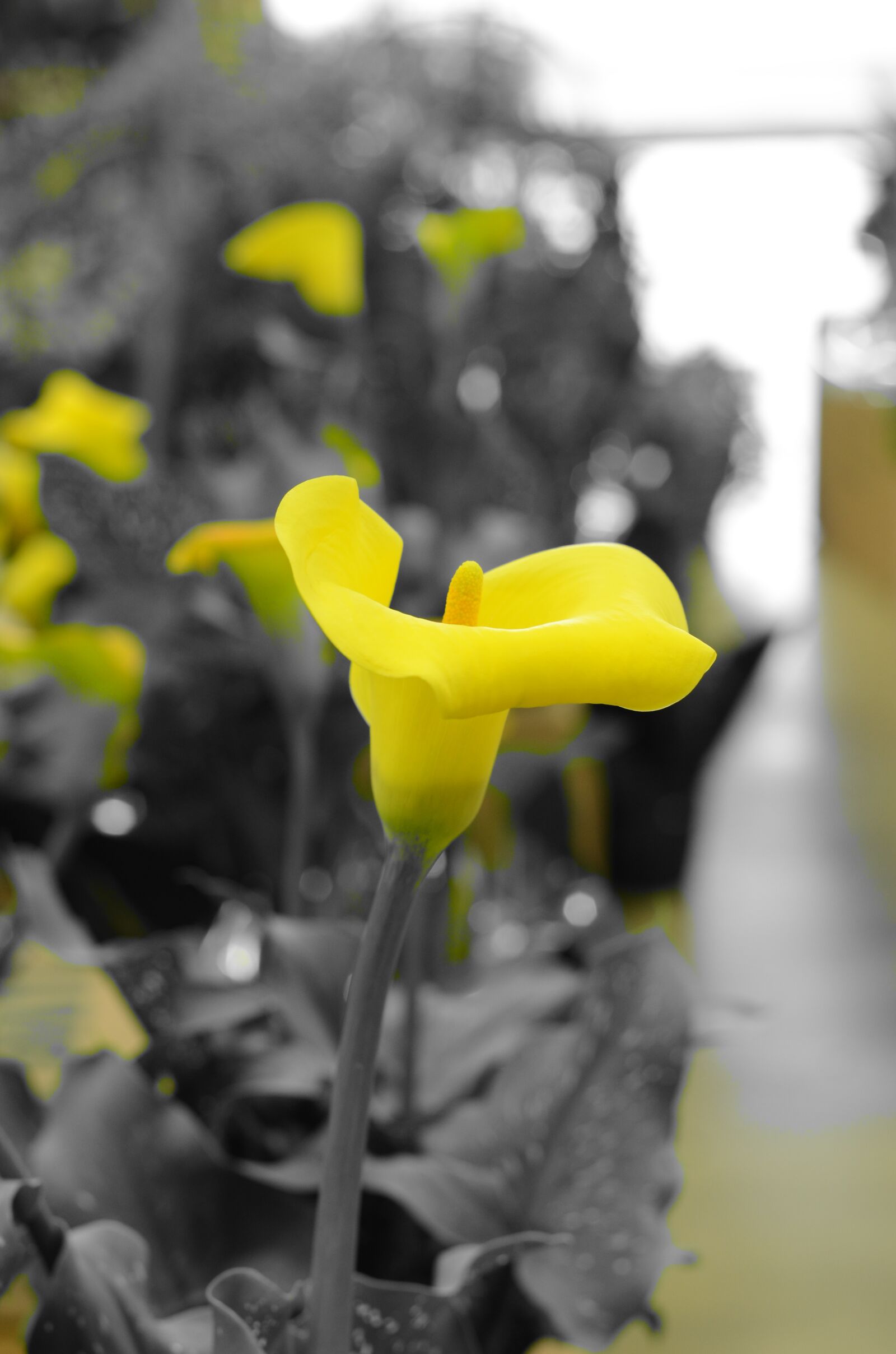 Nikon D5100 sample photo. Bugs, flowers, plants photography