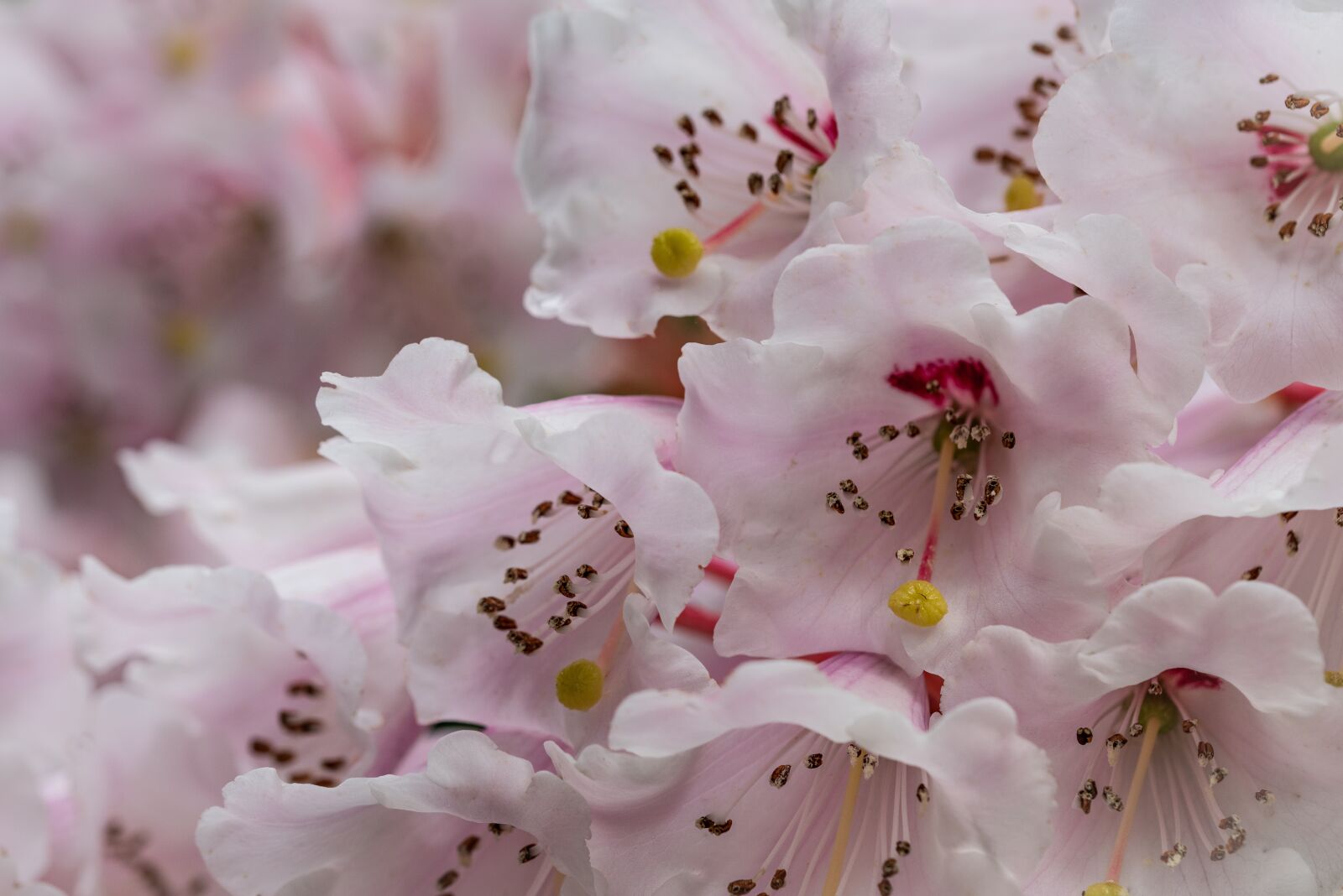 Nikon D810 sample photo. Pink, flowers, cascade photography