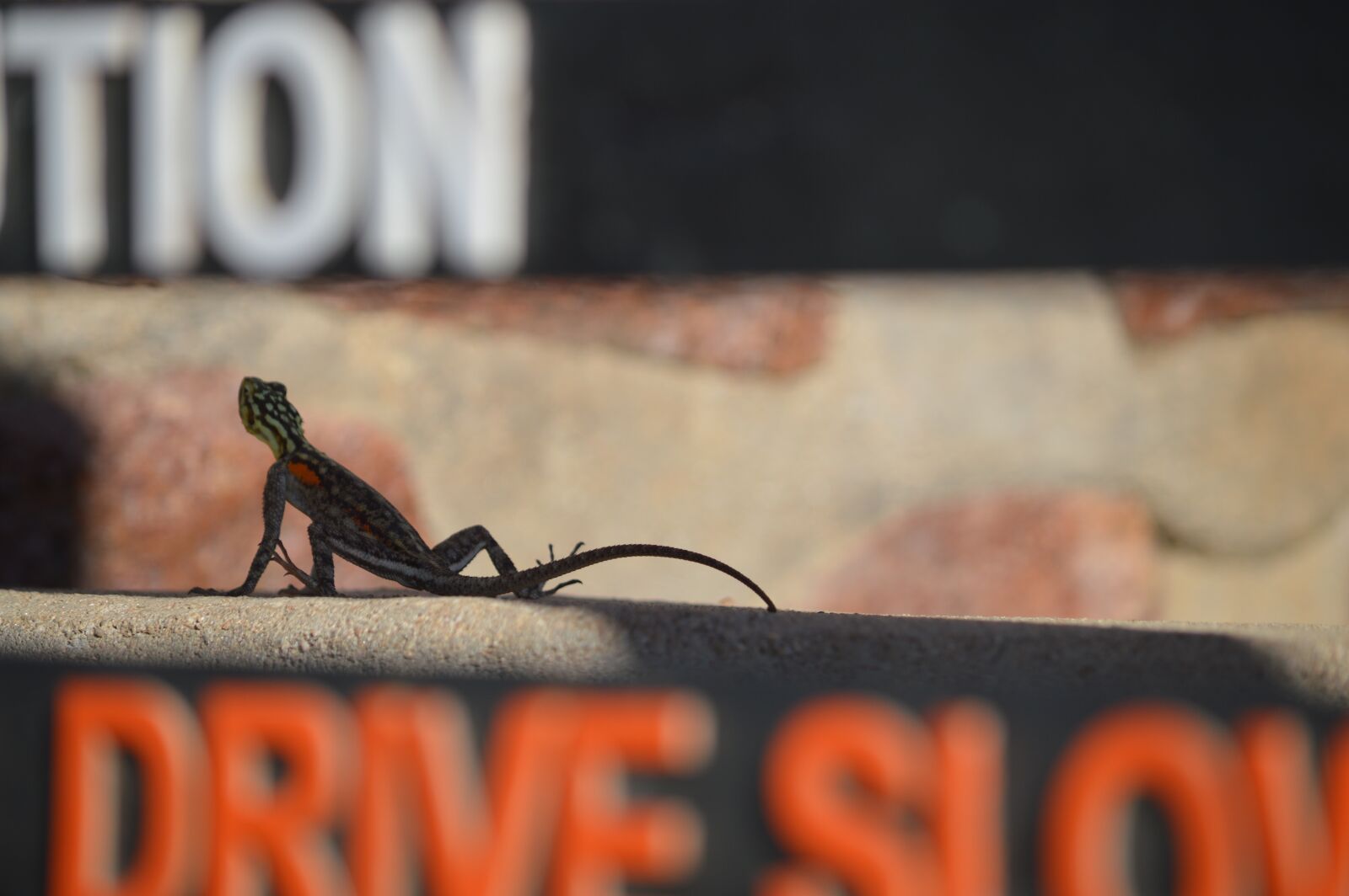 Nikon D3200 sample photo. Lizard, gecko, animal photography