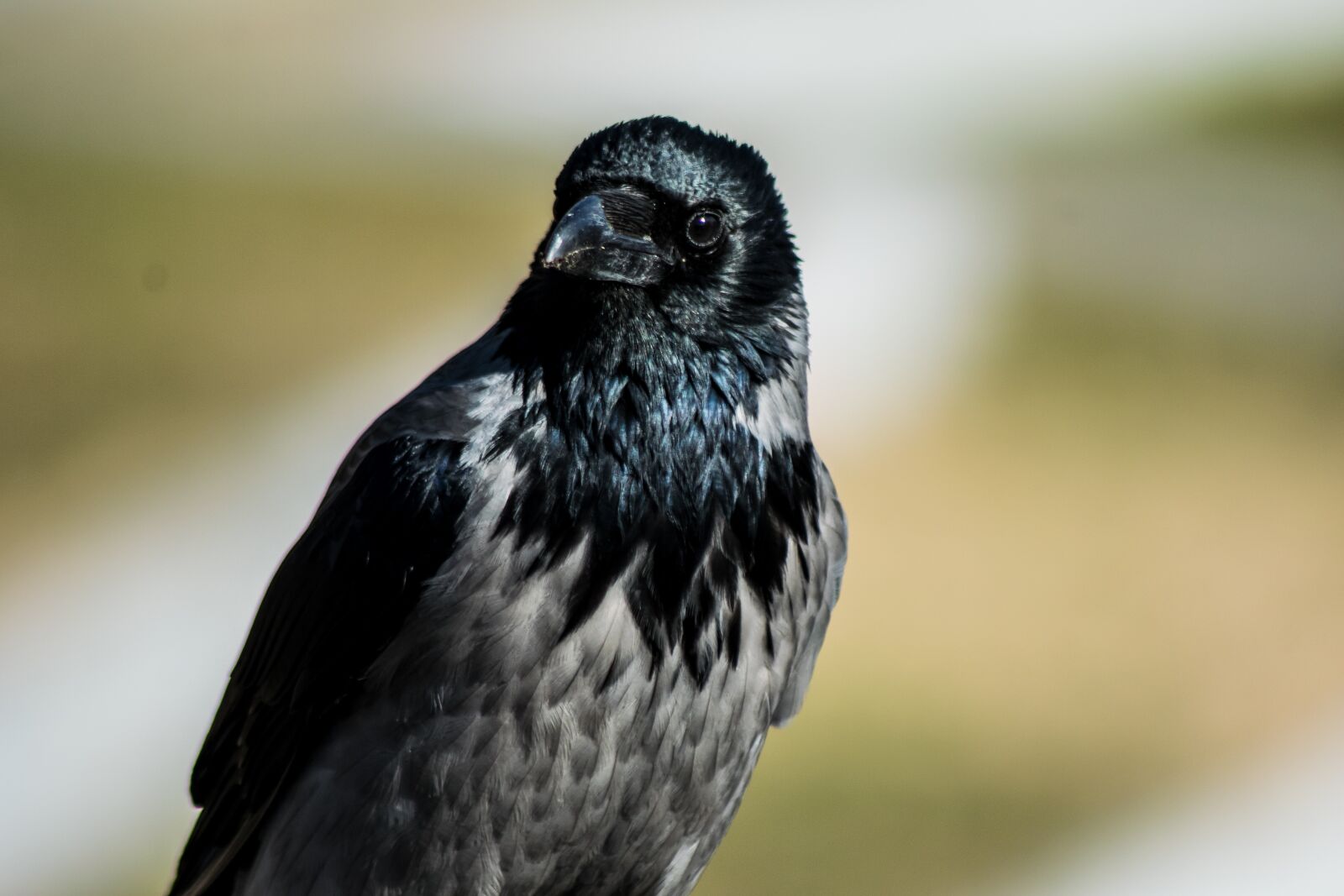 Nikon D3300 sample photo. Bird, animal world, nature photography