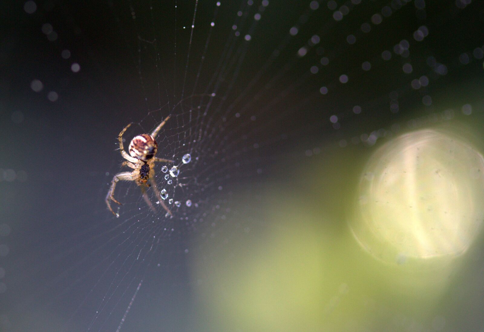 Canon EF-S 60mm F2.8 Macro USM sample photo. Spider, place, dew photography
