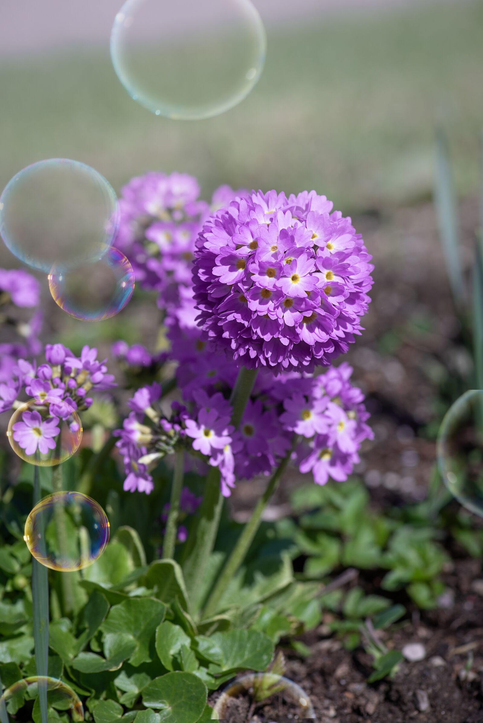 Nikon D750 sample photo. Primrose, drumstick, flower photography