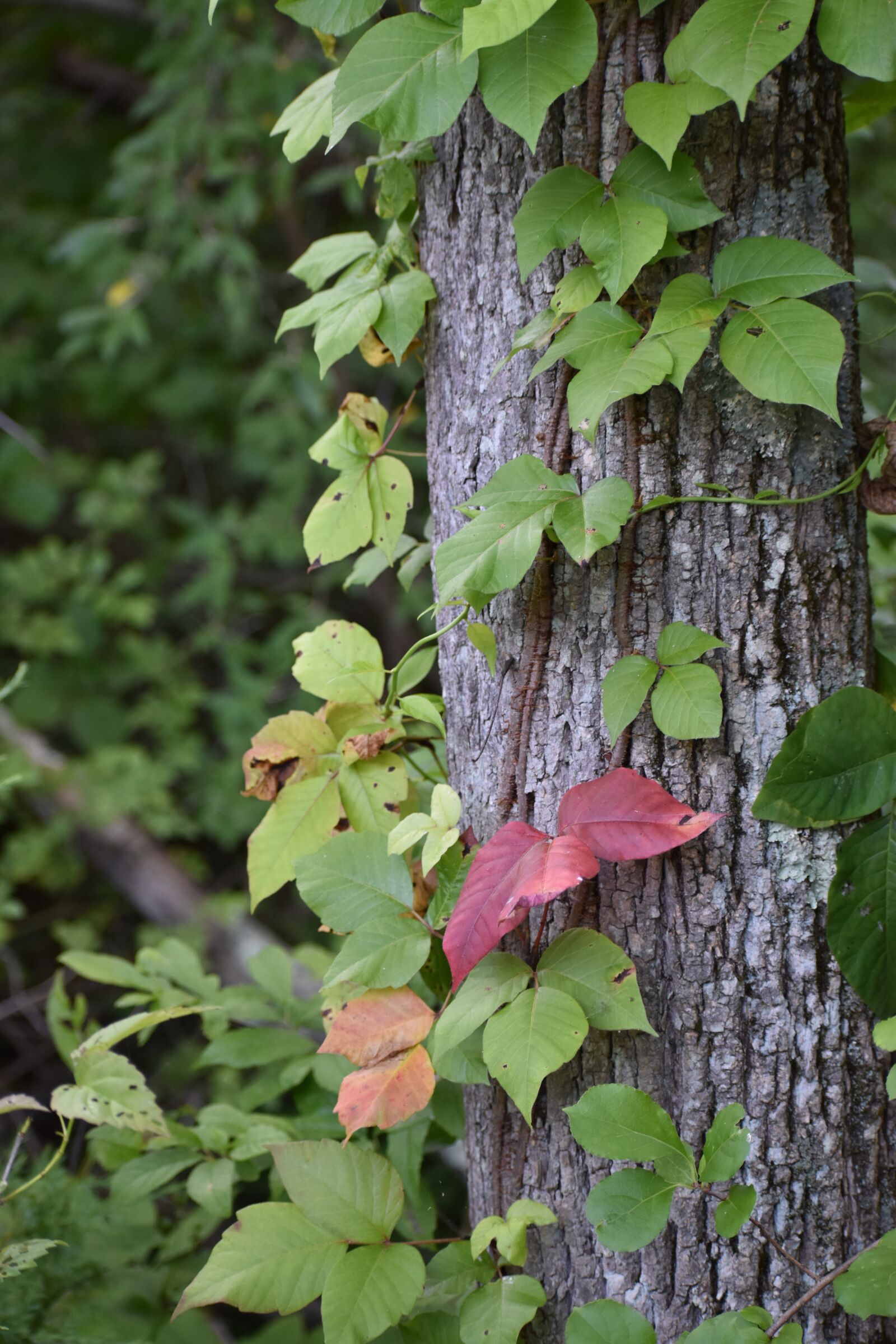 Nikon D5600 sample photo. Tree, leaves, forest photography