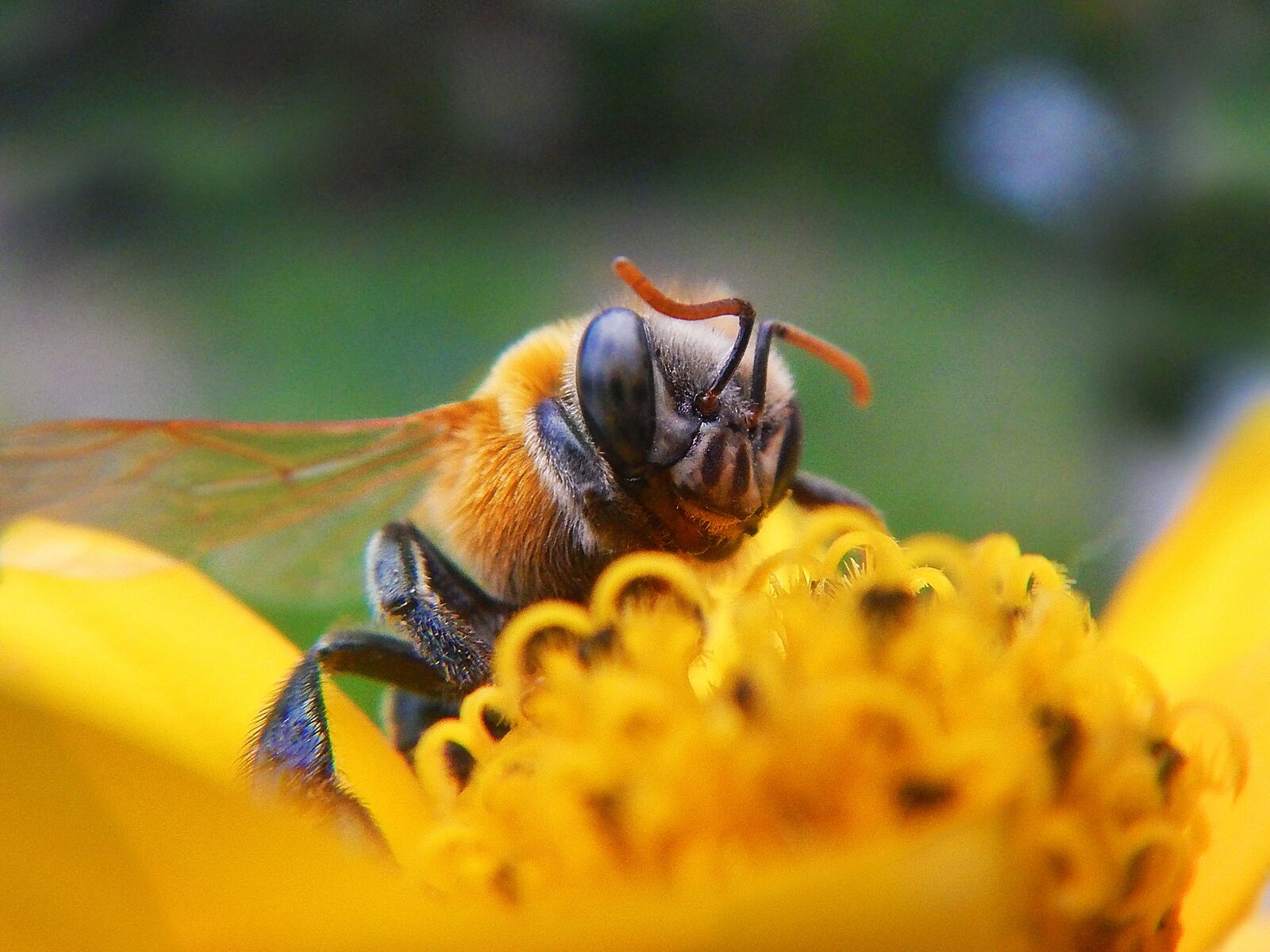 Nikon Coolpix AW110 sample photo. Bee, pollen, pollination photography