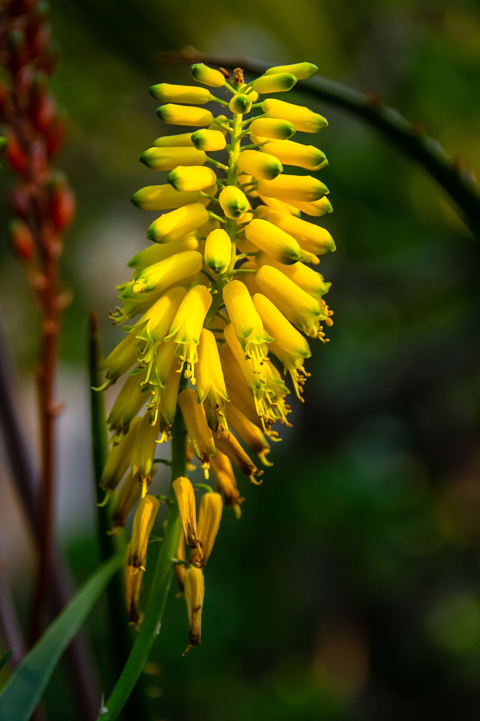 Nikon D3100 sample photo. Yellow flowers, cactus, botanical photography