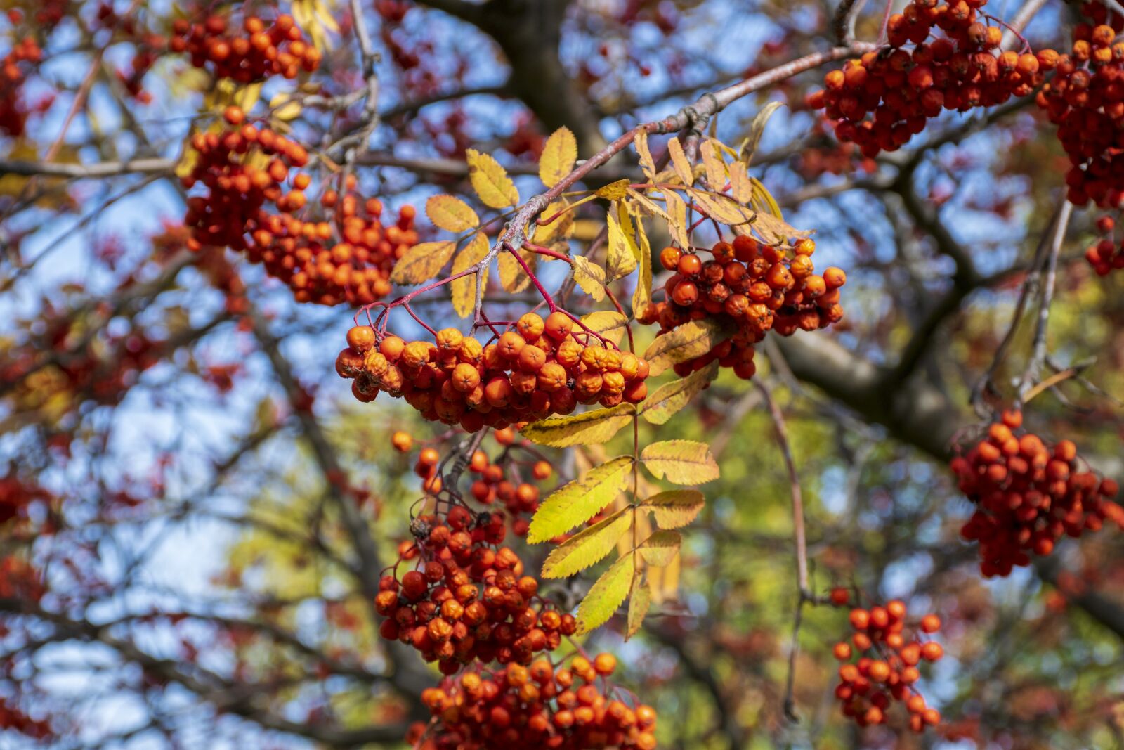 Nikon D5300 sample photo. Rowan, berry, autumn photography