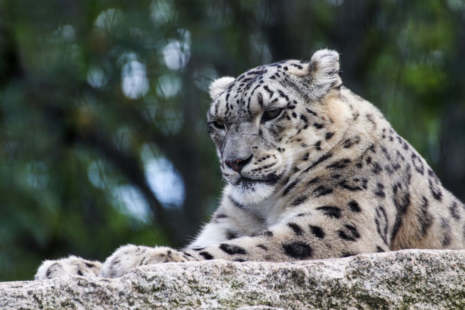 Canon EOS 800D (EOS Rebel T7i / EOS Kiss X9i) sample photo. Snow leopard, cat, big photography