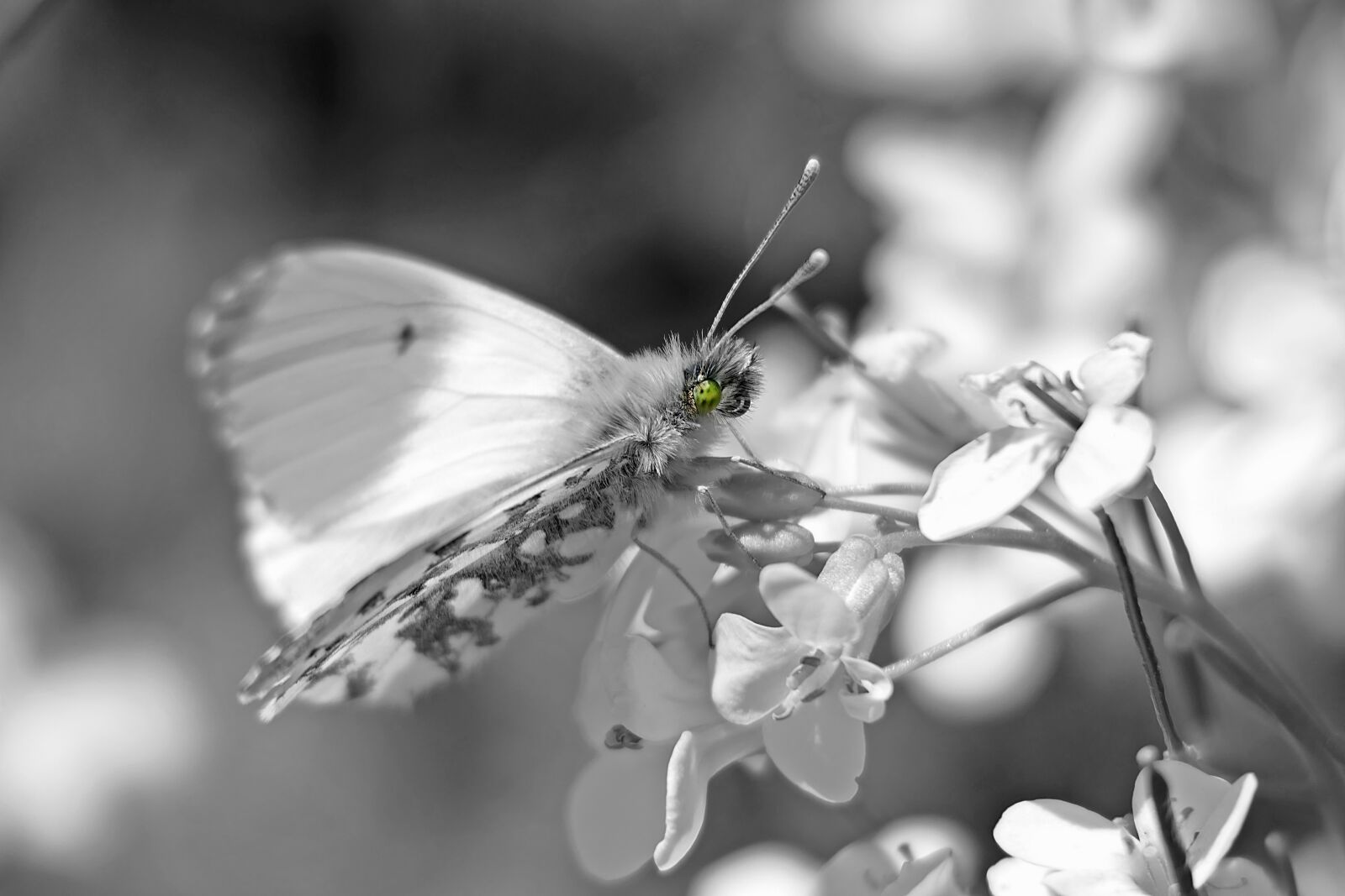 Panasonic Lumix DMC-FZ1000 sample photo. Black white, butterfly, monochrome photography