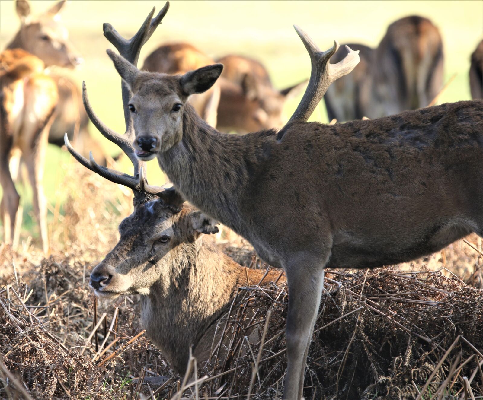 150-600mm F5-6.3 DG OS HSM | Contemporary 015 sample photo. Deer, animal, nature photography