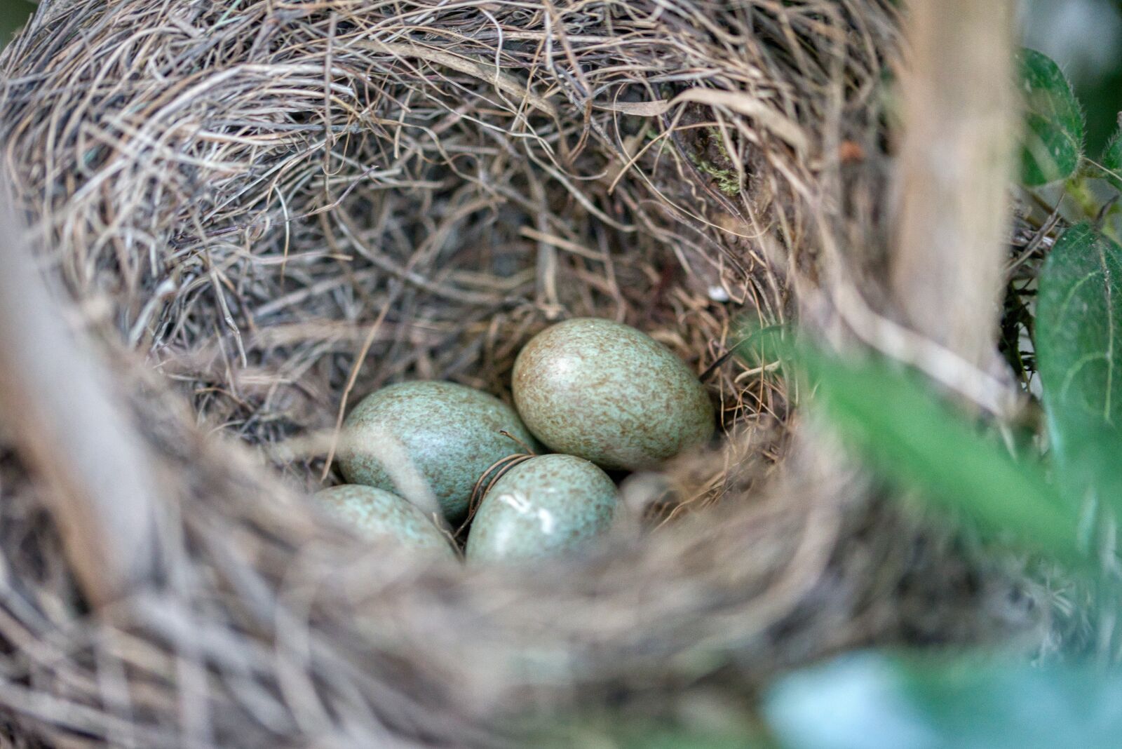 Nikon D750 sample photo. Bird's nest, blackbirds, spring photography