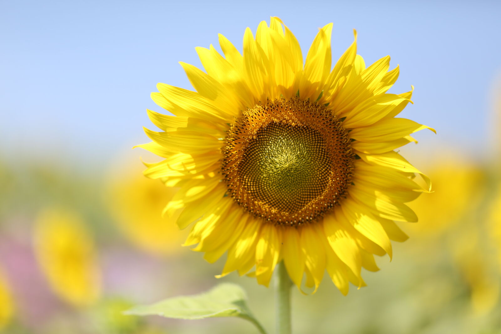 Canon EF 85mm F1.2L II USM sample photo. Sunflower, bloom photography
