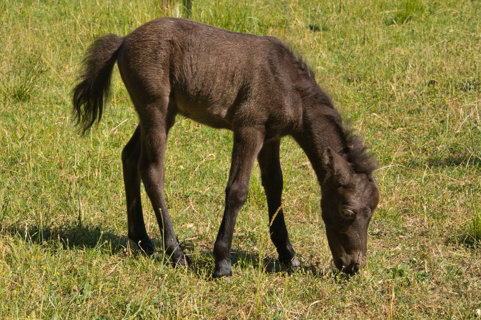 Sony a6400 sample photo. Foal, young animal, pony photography