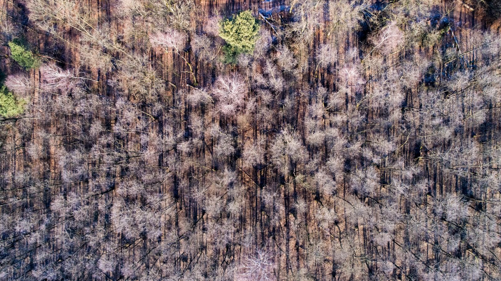 DJI FC6310 sample photo. Pattern, background, nature photography