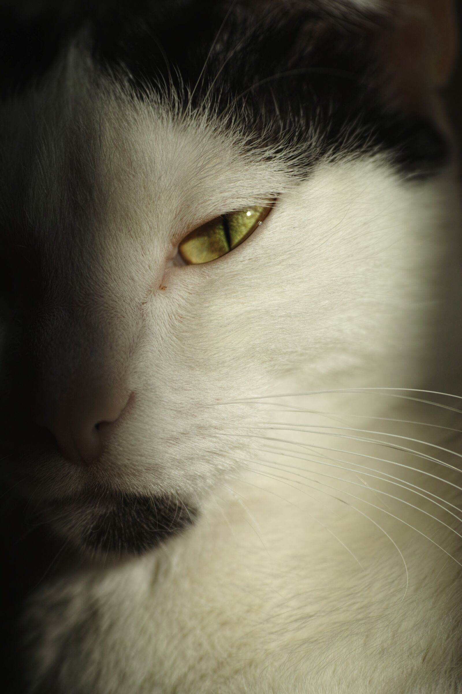 Sigma DP3 Merrill sample photo. Cat, animal, eye photography