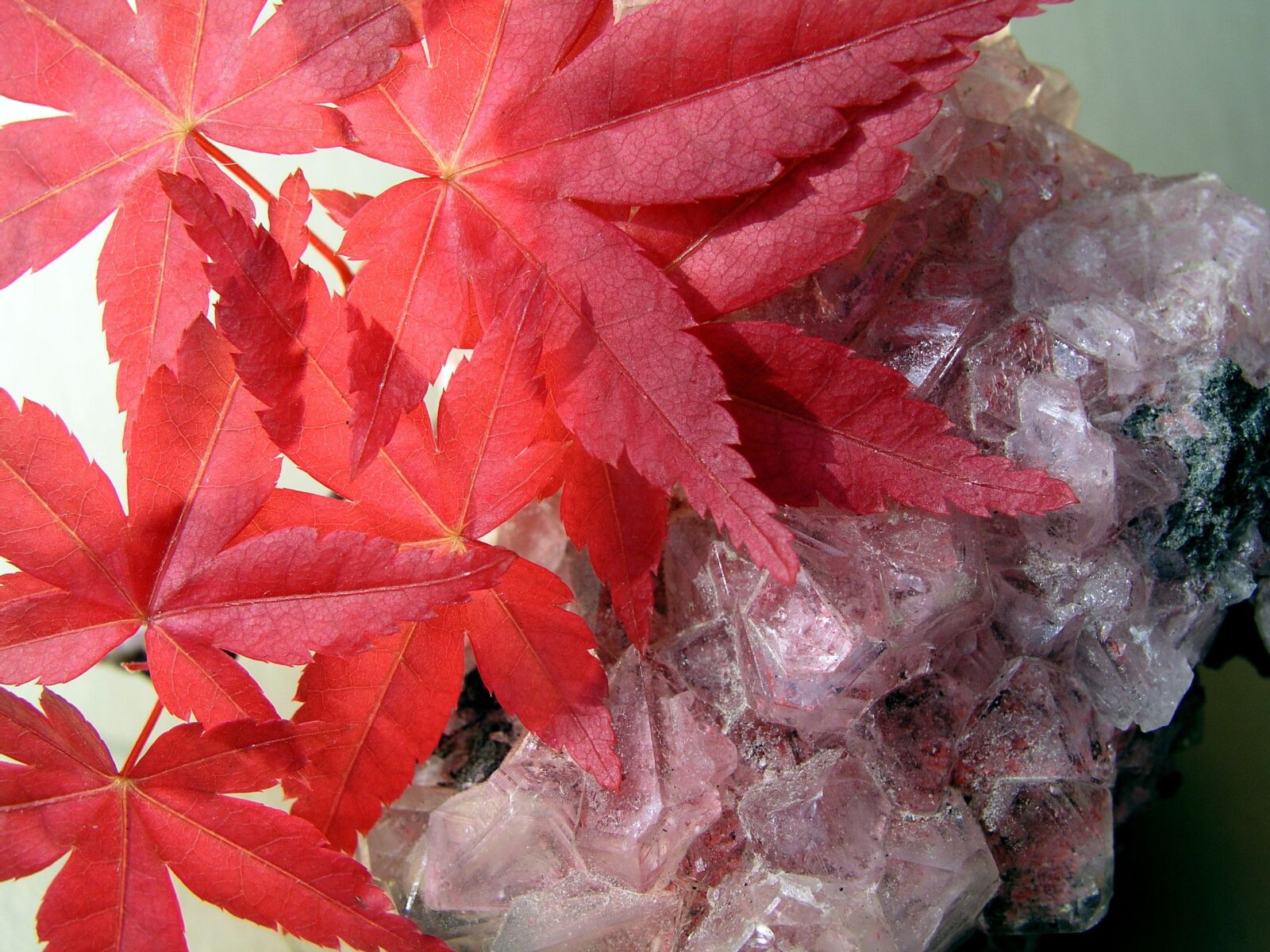 Olympus C5050Z sample photo. Leaves, crystal, still life photography