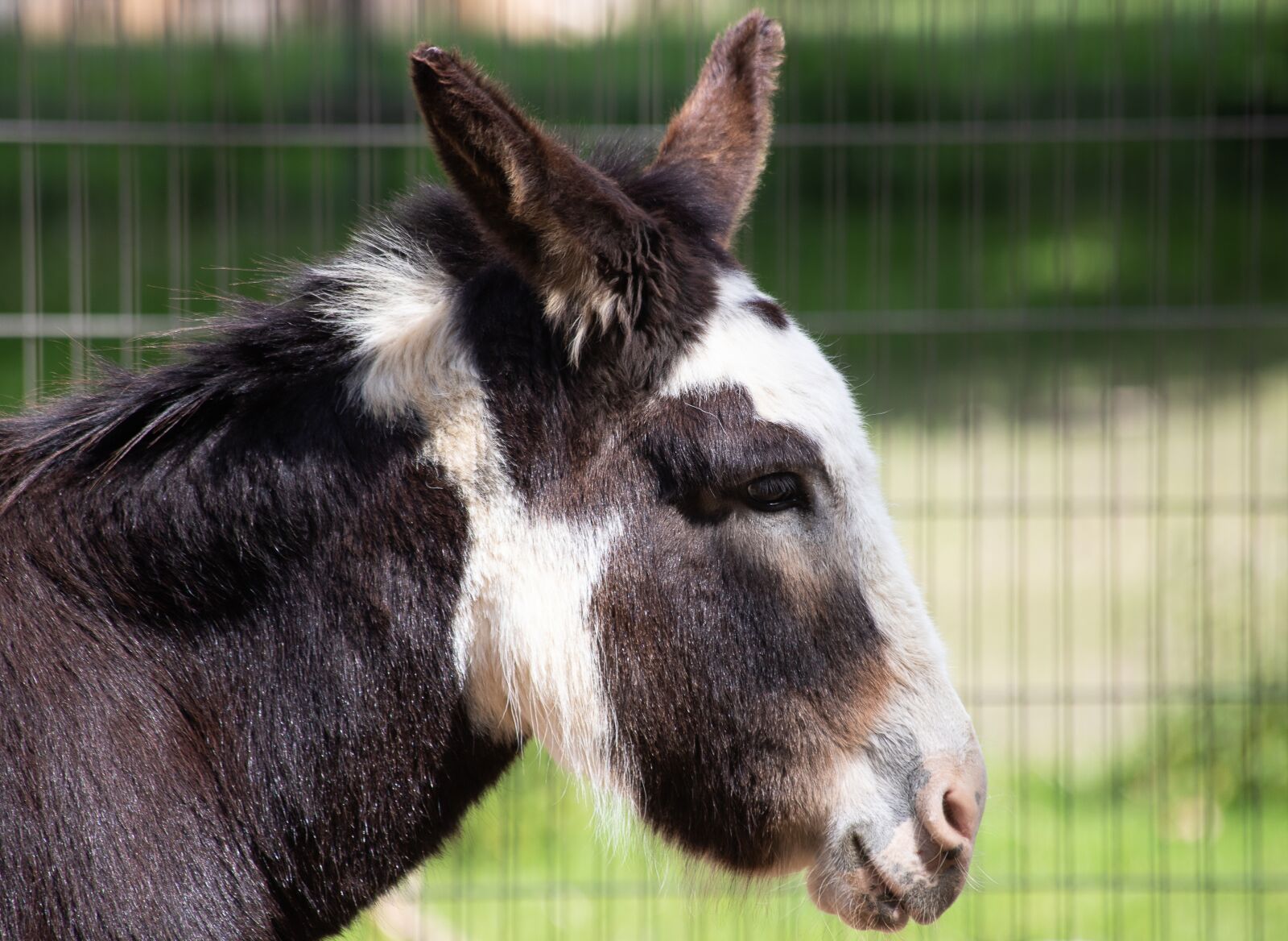 Canon EF 70-300mm F4-5.6 IS USM sample photo. Donkey, mammal, animal photography