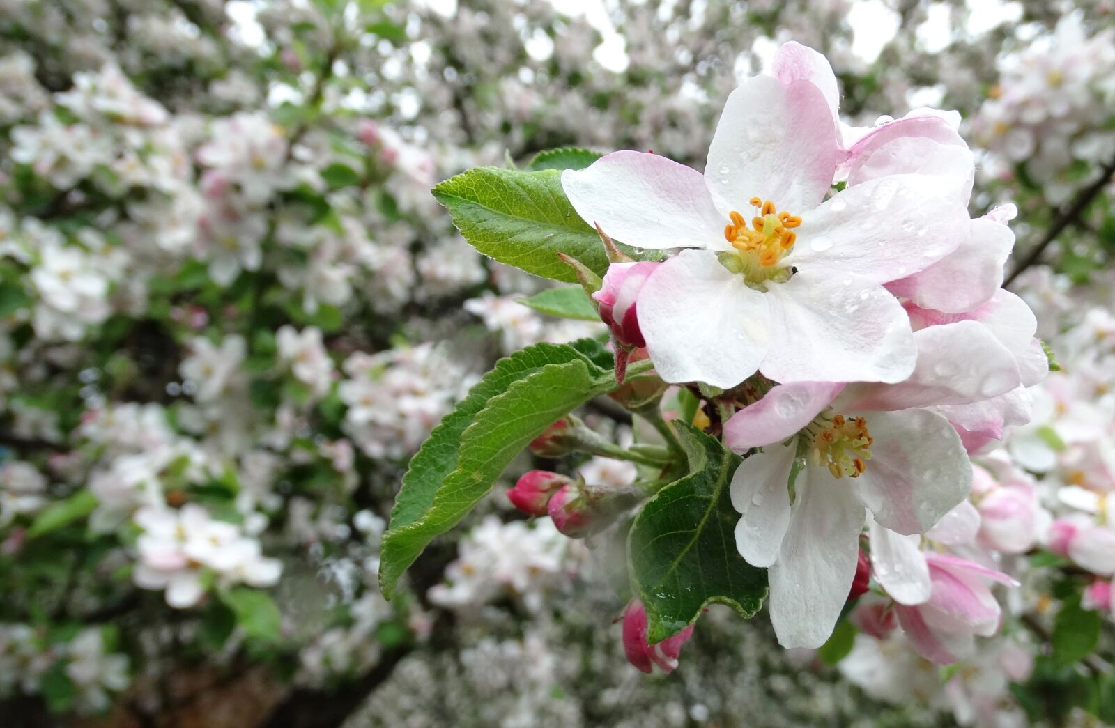 Sony Cyber-shot DSC-HX300 sample photo. Apple, flowers, blossoming photography