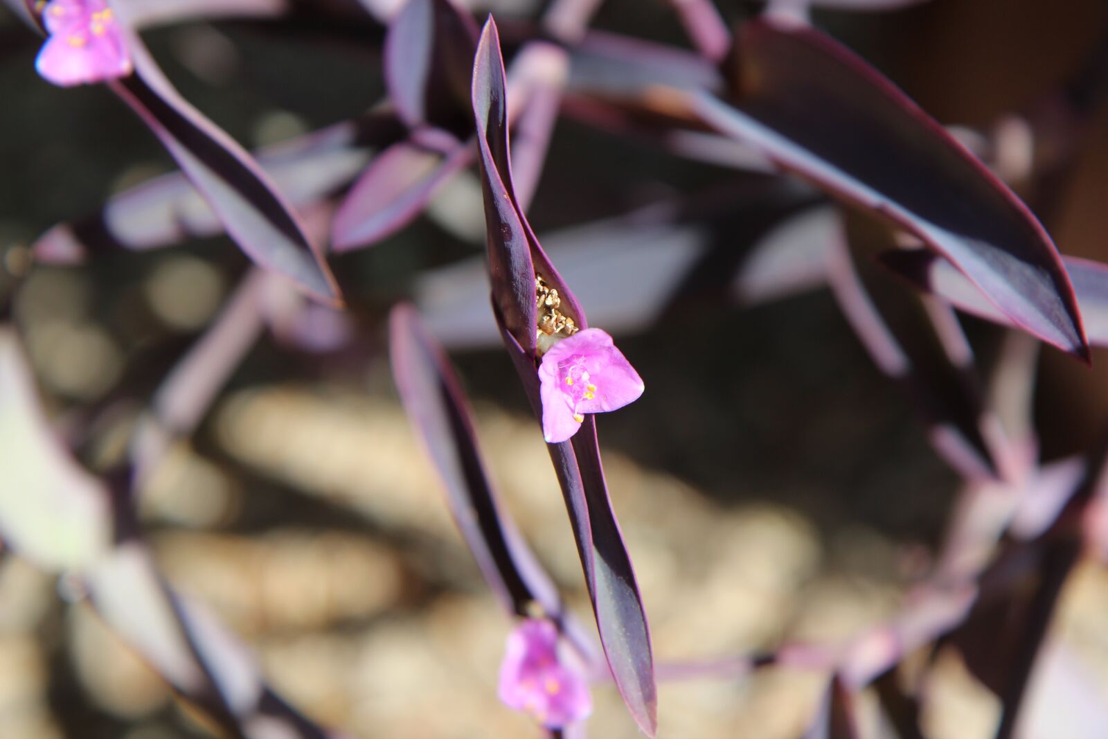 Canon EOS 600D (Rebel EOS T3i / EOS Kiss X5) sample photo. Flowering plant, flower, plant photography