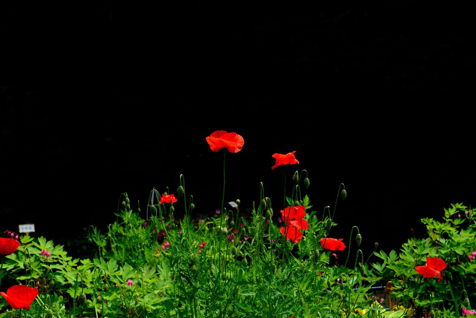Nikon D800 sample photo. Plant, flower, opium poppy photography