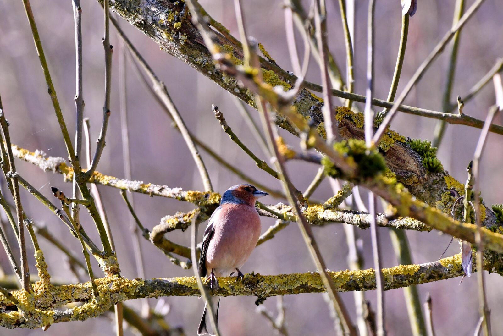 Nikon D500 sample photo. Check, songbird, bird photography