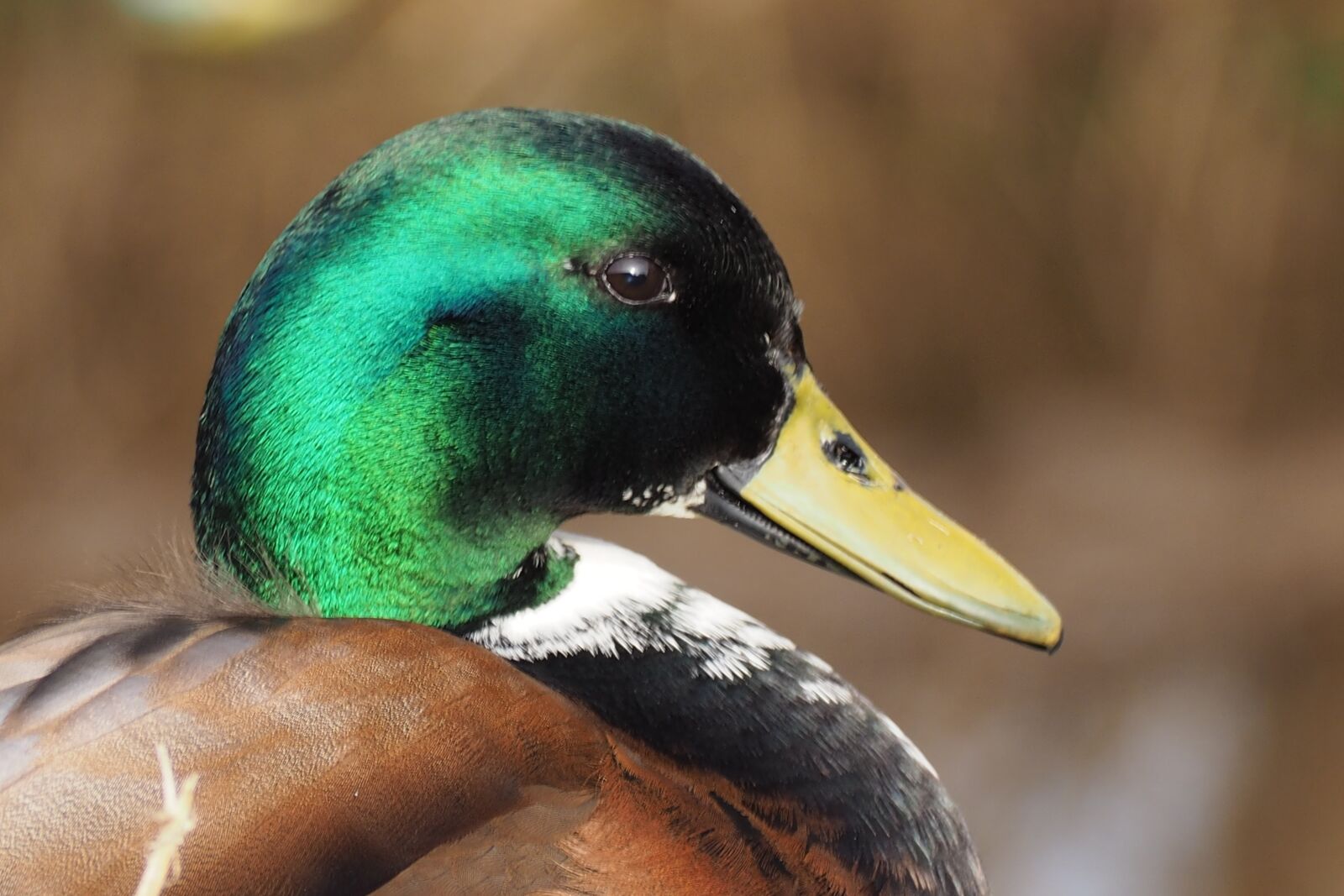 Olympus OM-D E-M10 sample photo. Duck, male duck, animal photography