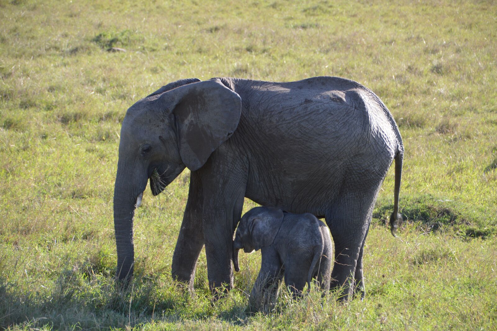 Nikon D3200 sample photo. Elephant, baby elephant, africa photography