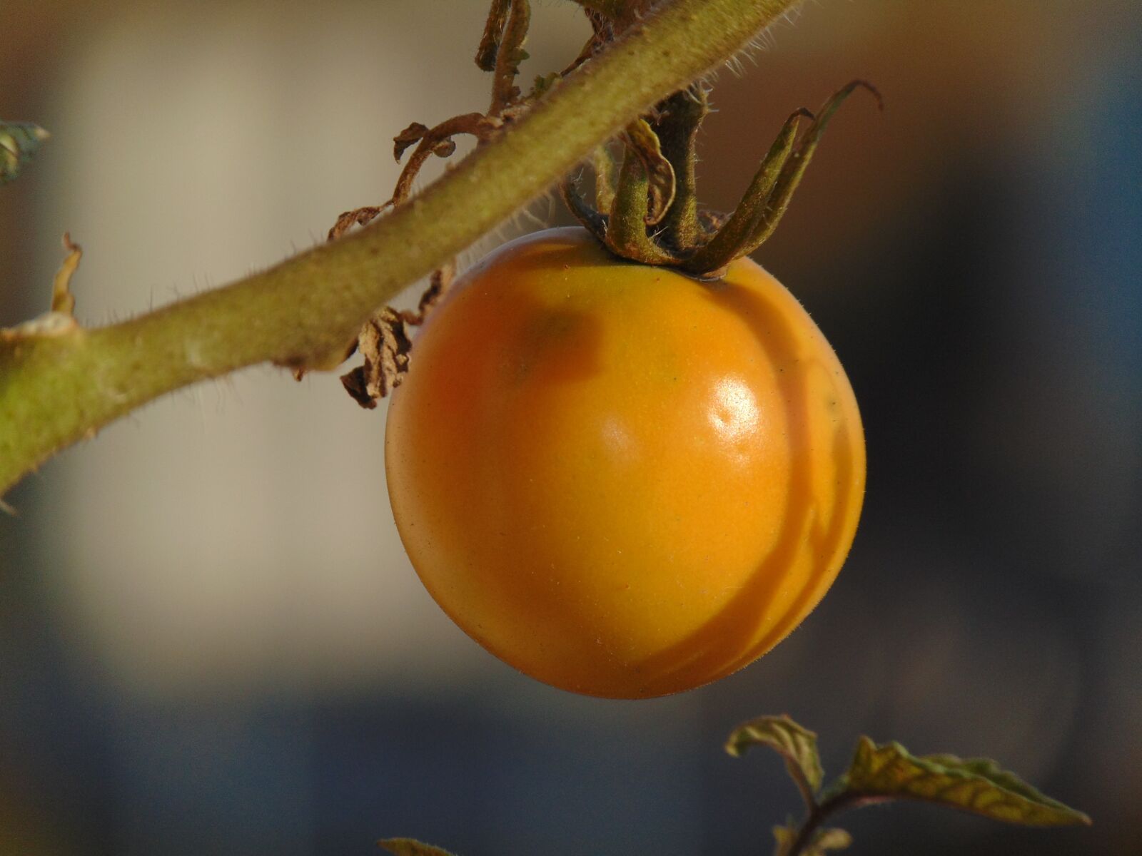 Sony Cyber-shot DSC-H300 sample photo. Tomatoes, vegetables, plant photography
