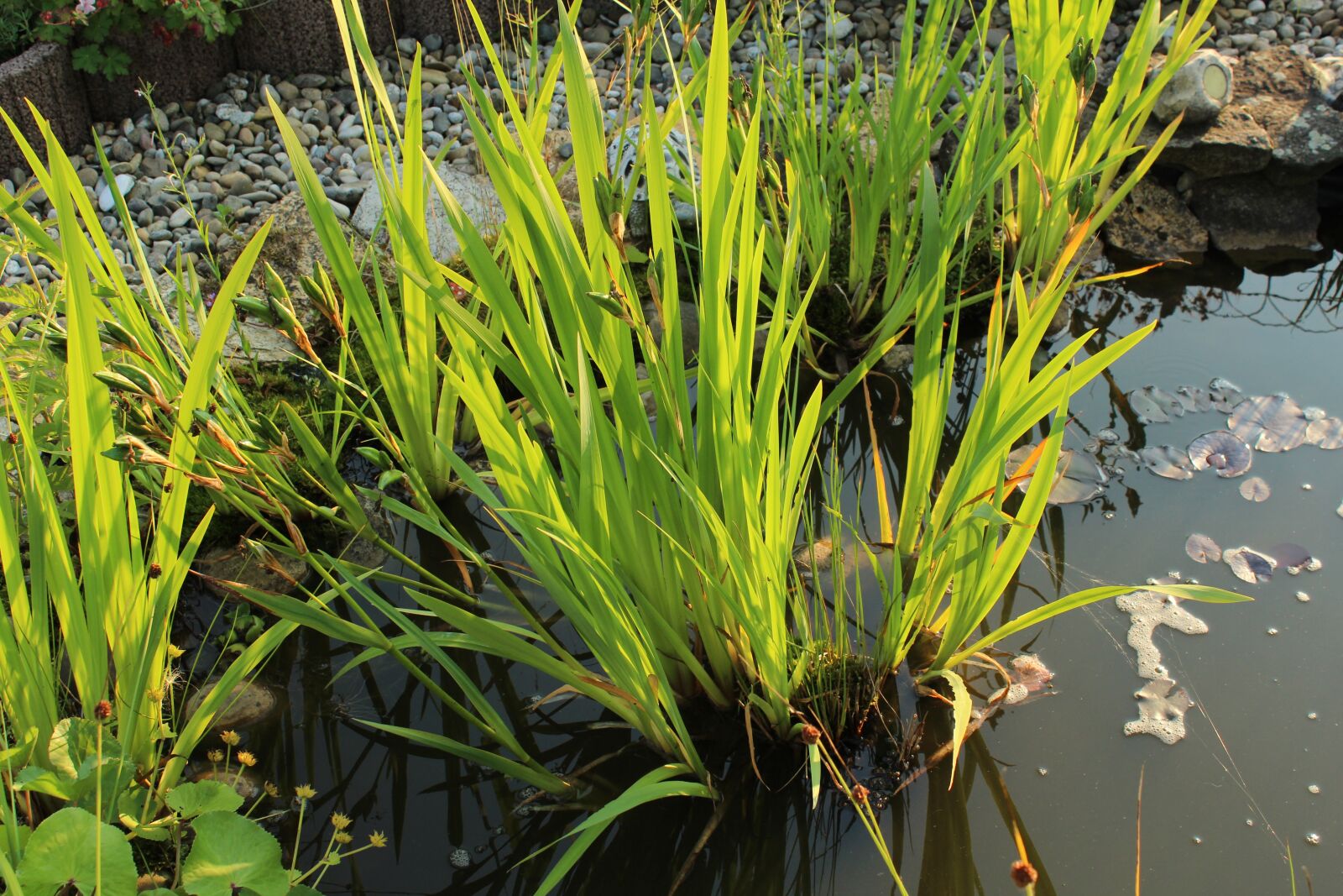 Canon EOS 600D (Rebel EOS T3i / EOS Kiss X5) sample photo. Pond, plant, green photography
