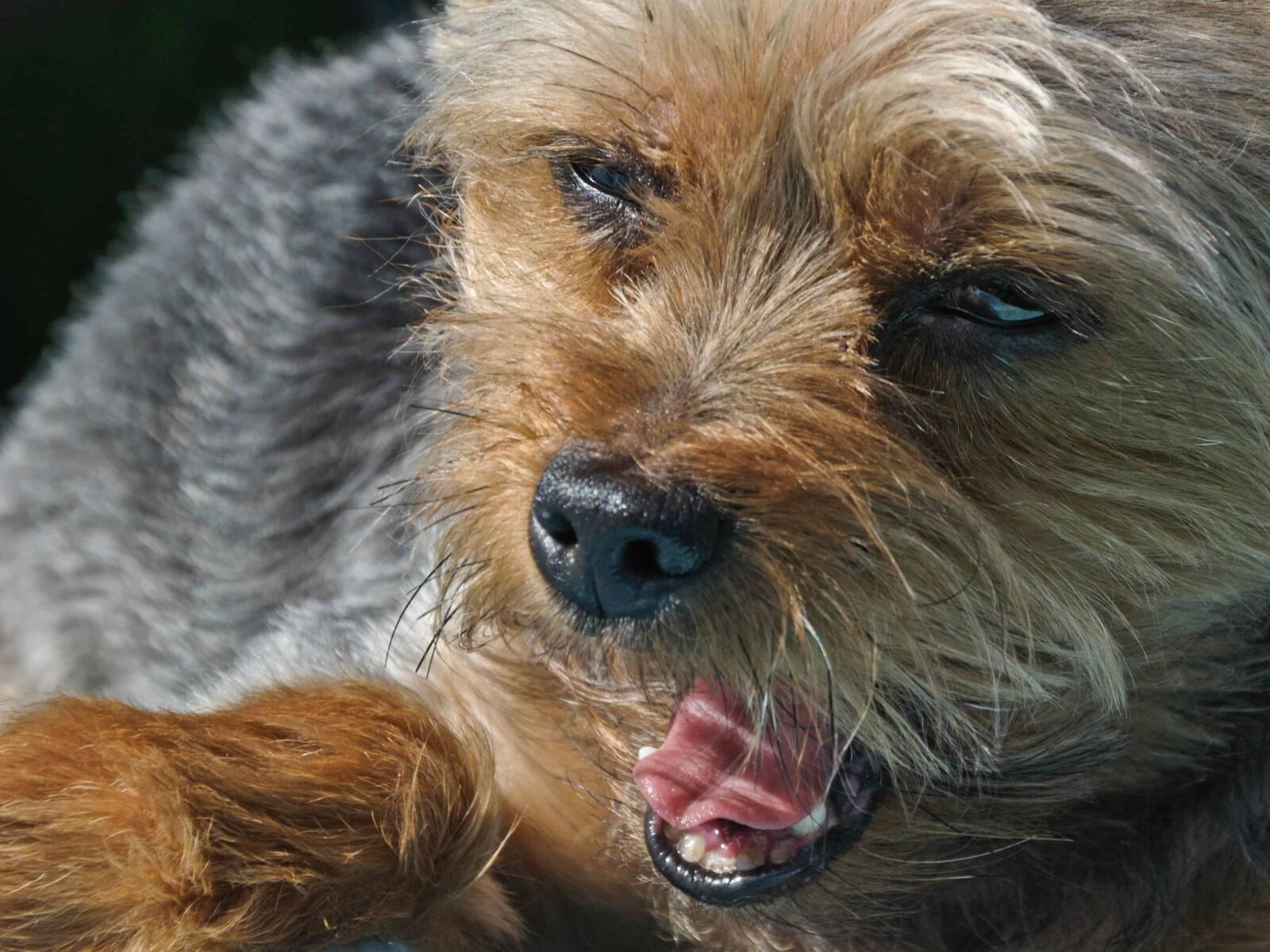Nikon D300 sample photo. Animal, fur, portrait, cute photography