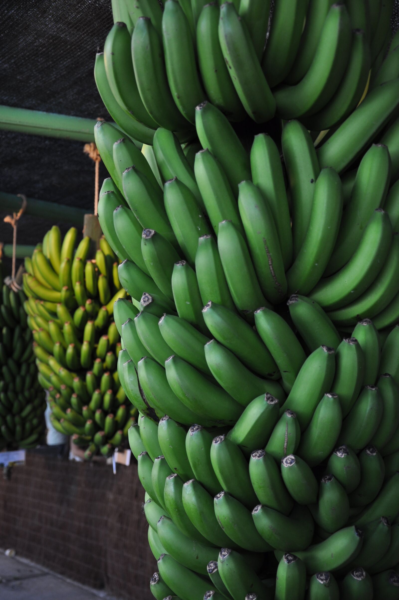 Nikon D5000 sample photo. Madeira, portugal, bananas photography
