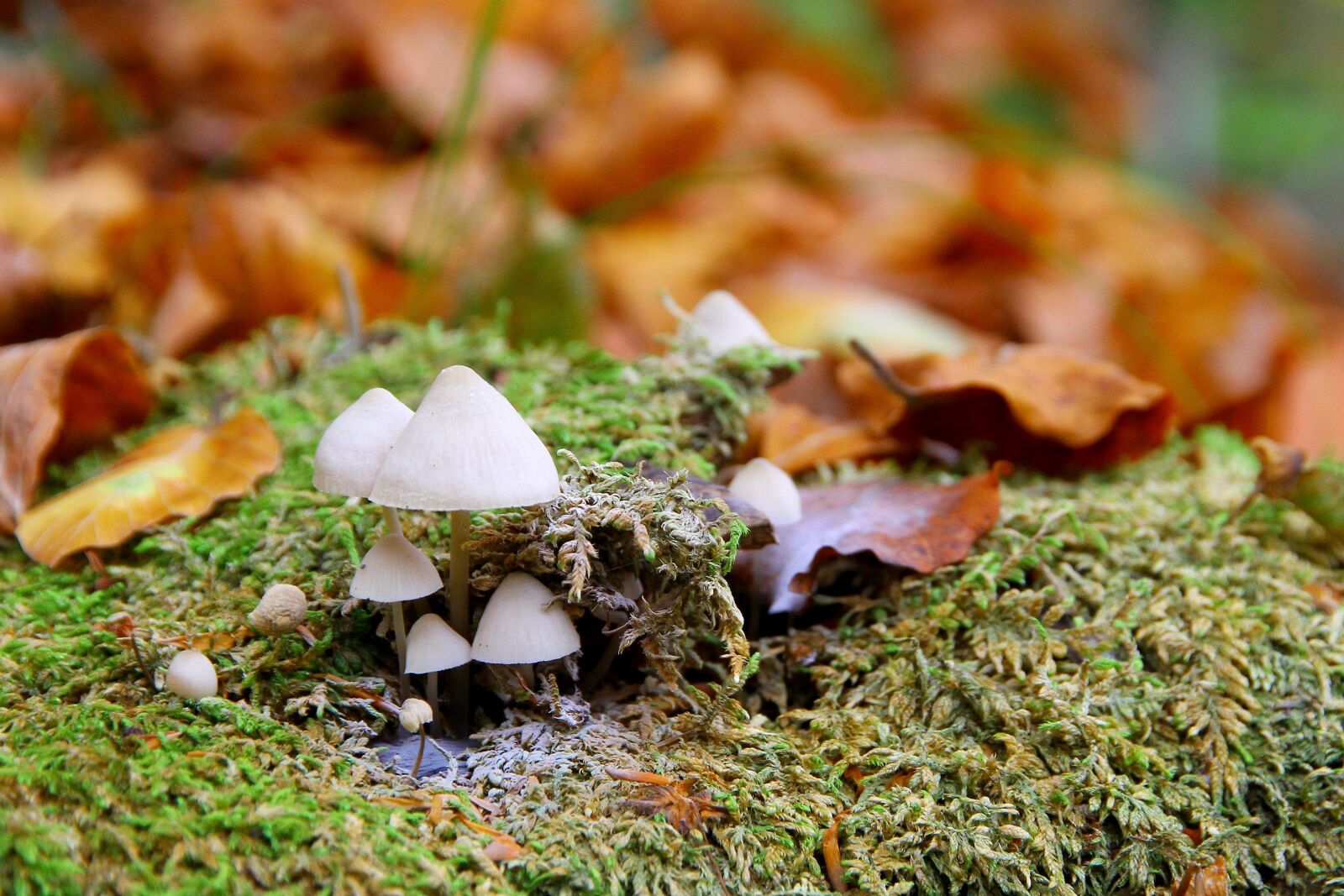 Canon EOS 7D sample photo. Mushrooms, forest, autumn photography