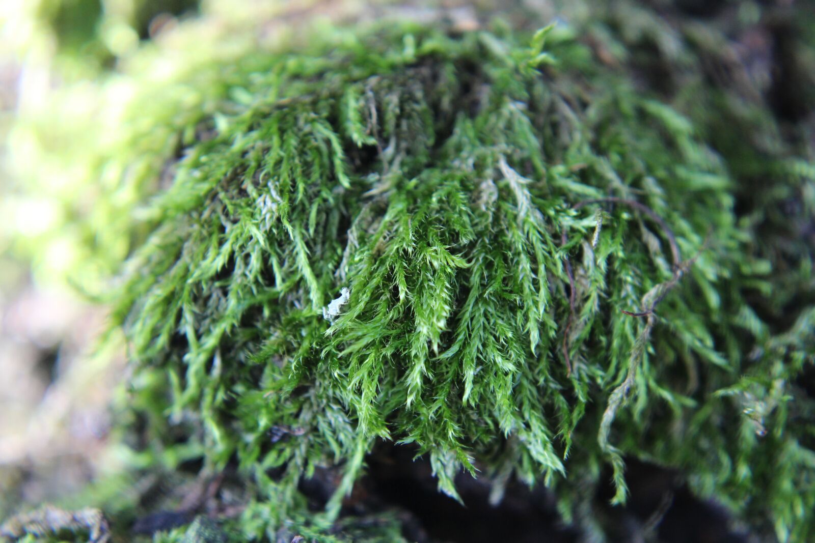 Canon EOS 100D (EOS Rebel SL1 / EOS Kiss X7) sample photo. Moss, nature, close up photography
