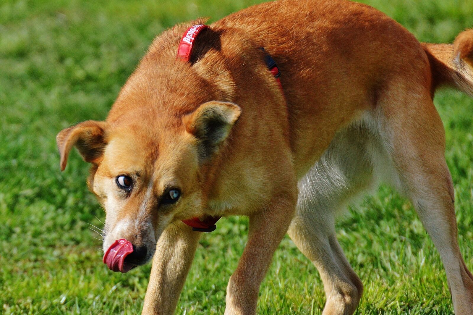 Nikon D3200 sample photo. Dog, fur, animal photography