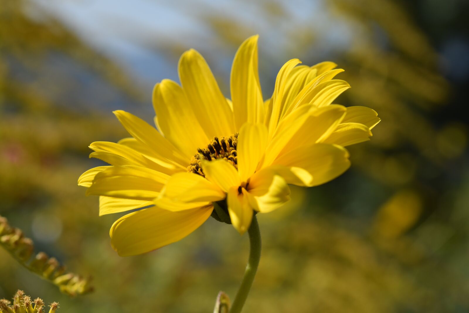 Nikon D5600 sample photo. Flower, daisy flower, yellow photography