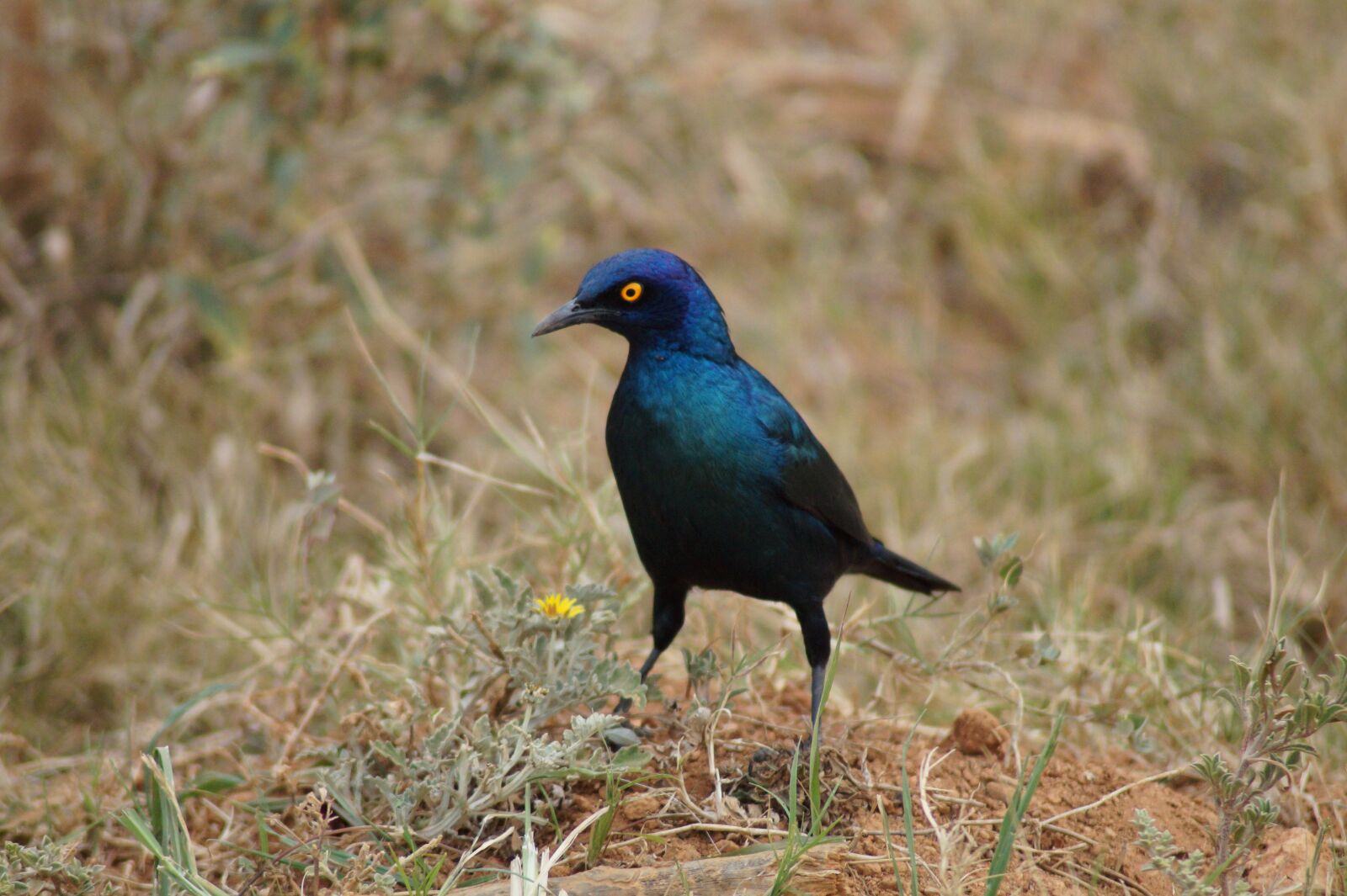 Sony SLT-A58 sample photo. Bird, nature, animal photography
