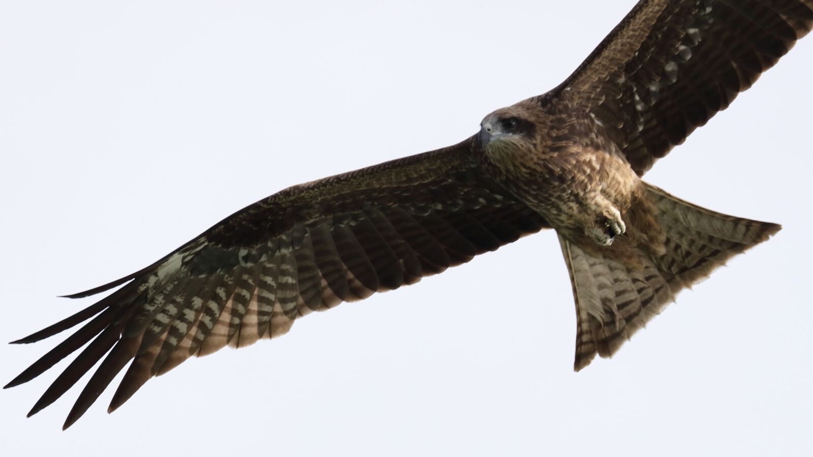 Canon EOS 5DS R + Canon EF 100-400mm F4.5-5.6L IS II USM sample photo. Bird, raptor, eagle photography