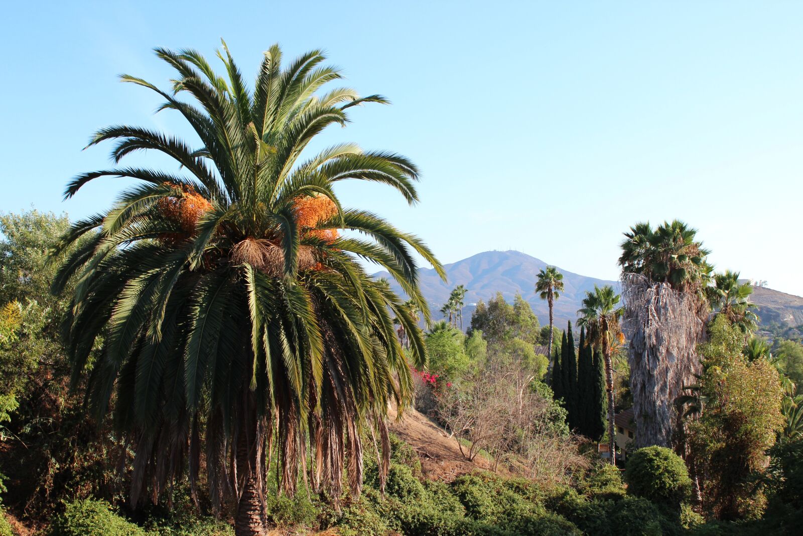 Canon EOS 600D (Rebel EOS T3i / EOS Kiss X5) sample photo. San miguel, san diego photography