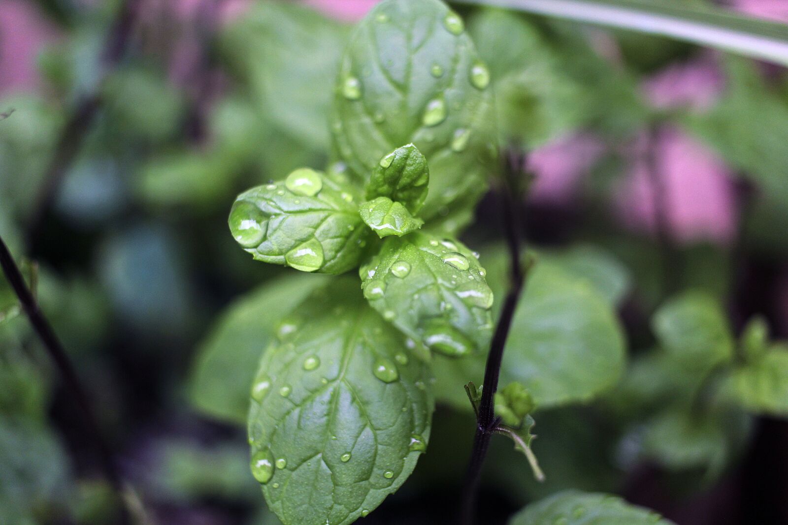 Canon EOS 1300D (EOS Rebel T6 / EOS Kiss X80) sample photo. Nature, leaves, plant photography