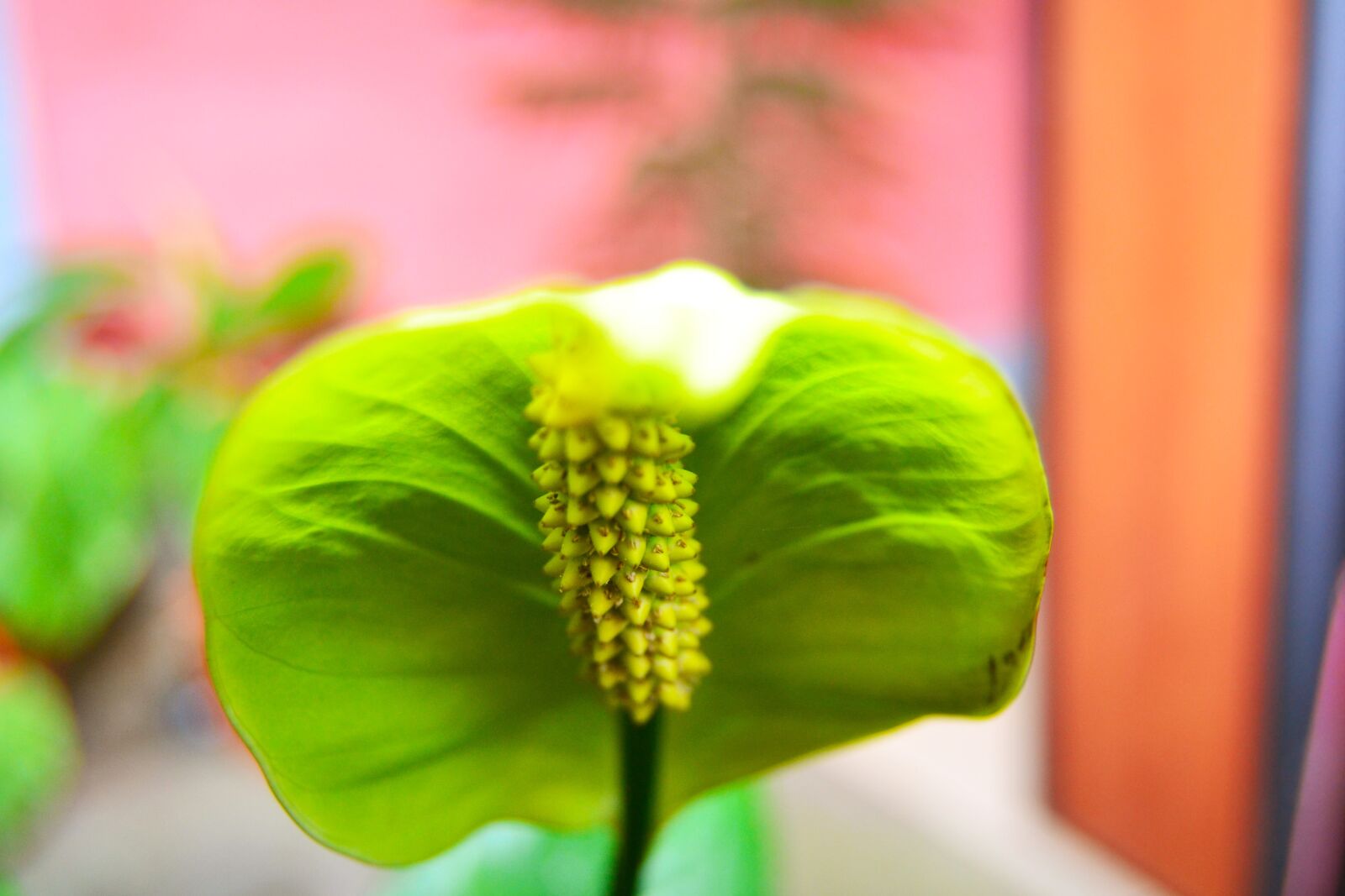 Nikon D3100 sample photo. Natural, flower, garden photography