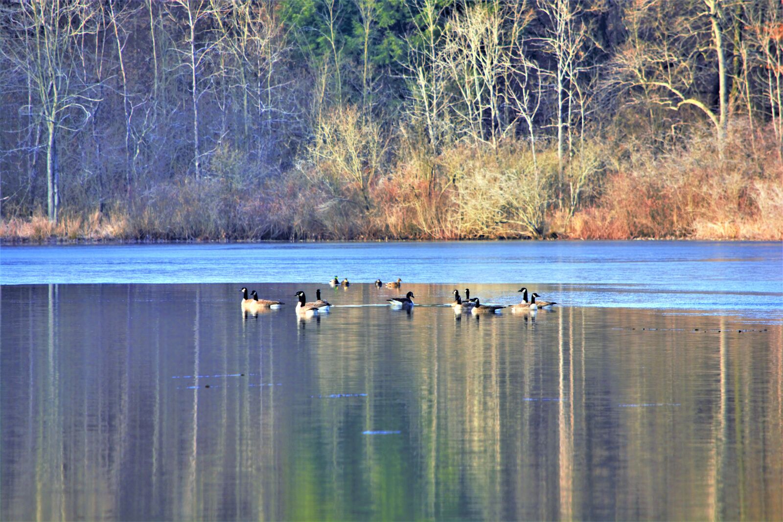 Nikon D7100 sample photo. Lake scene, autumn, geese photography