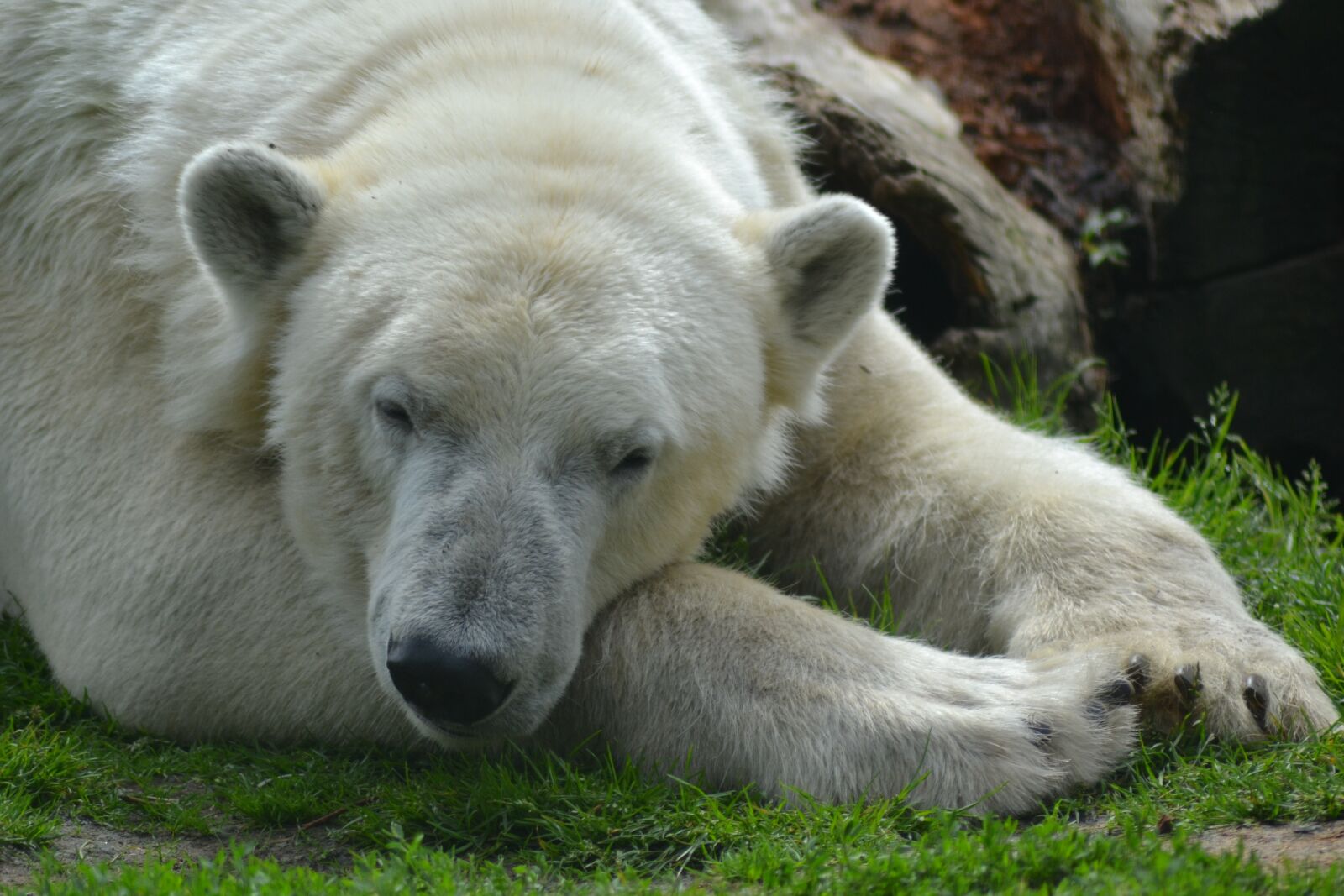 Nikon D3100 sample photo. Bear, polar bear, close photography