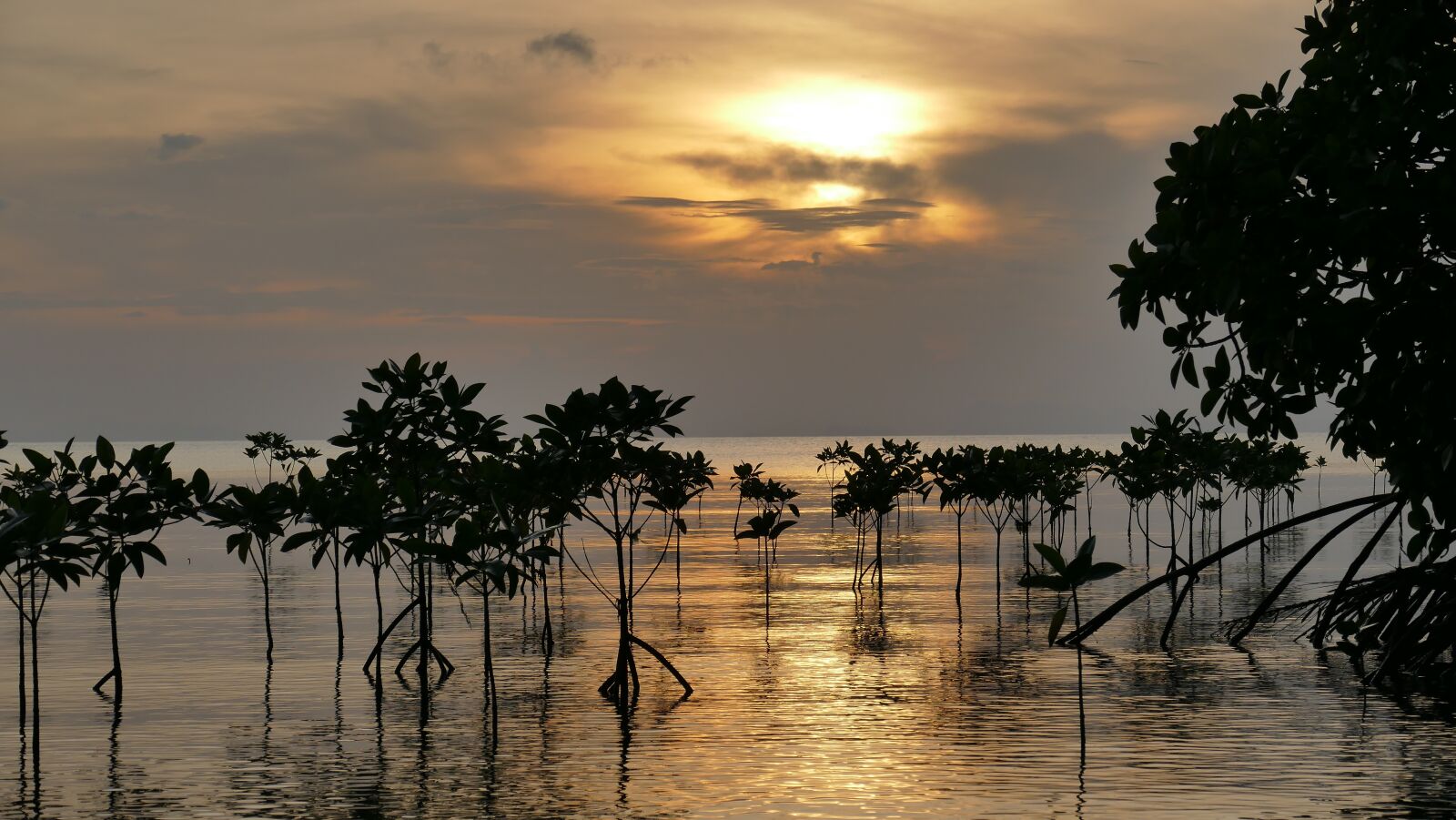 Leica V-Lux (Typ 114) sample photo. Mangroves, sunset, root photography