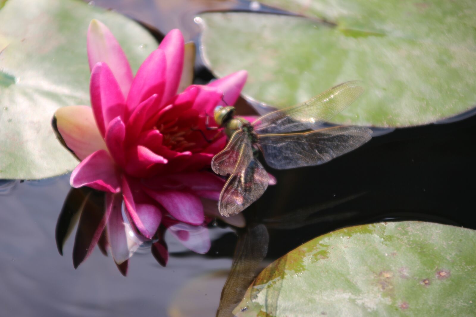 Canon EOS 700D (EOS Rebel T5i / EOS Kiss X7i) + Canon TS-E 90mm F2.8 Tilt-Shift sample photo. Dragonfly, water lily, pond photography