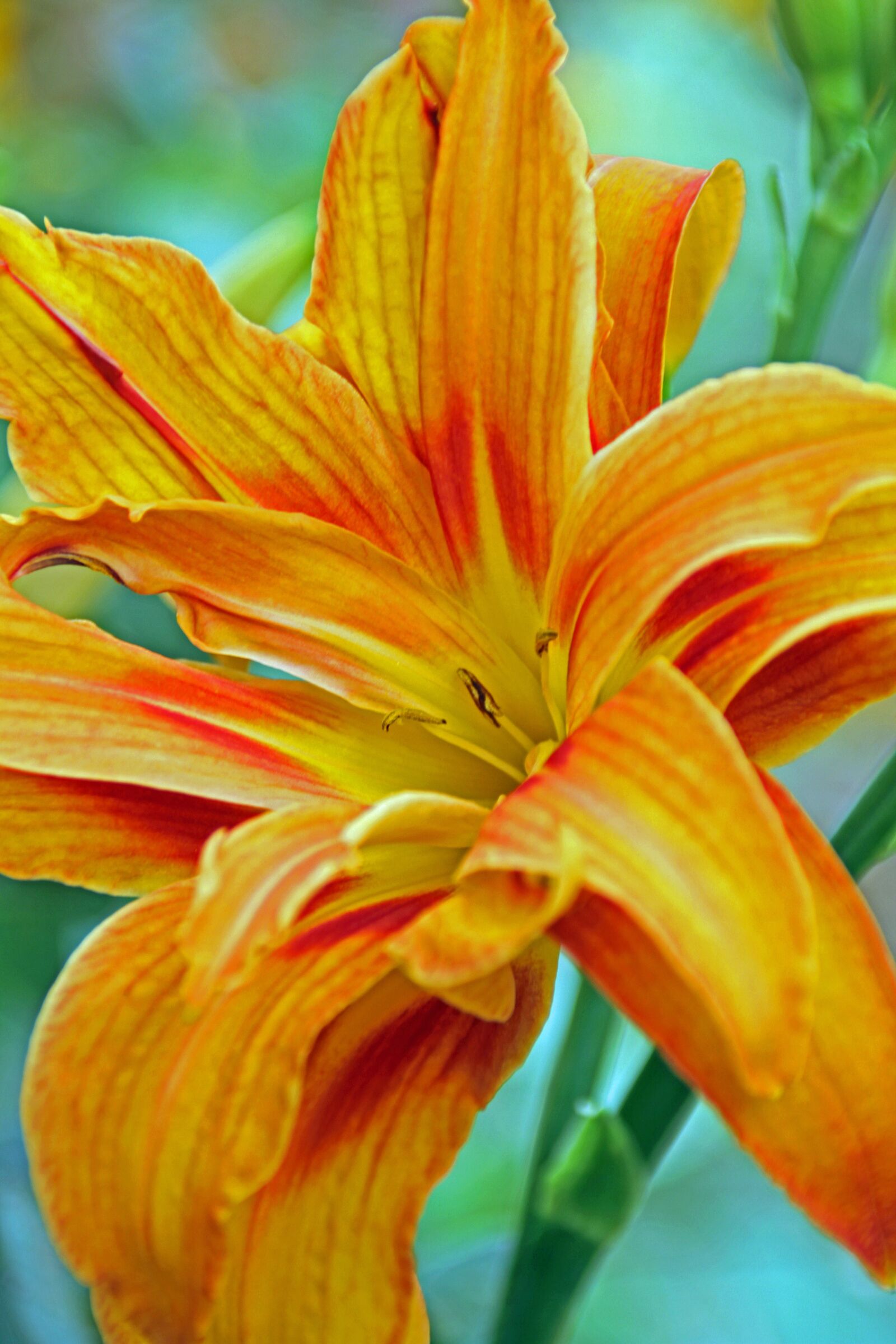 Canon EOS 7D sample photo. Flower, yellow, yellow flower photography