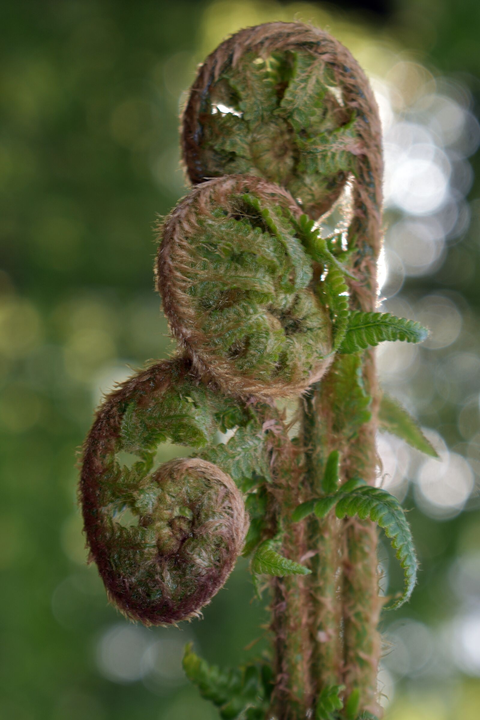 Nikon D3400 sample photo. Fern, polypody, nature photography