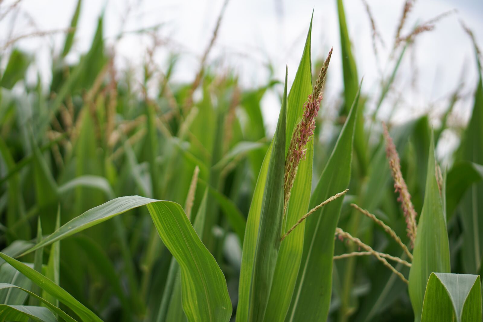 E 50mm F1.8 OSS sample photo. Cornfield, corn, corn cultivation photography