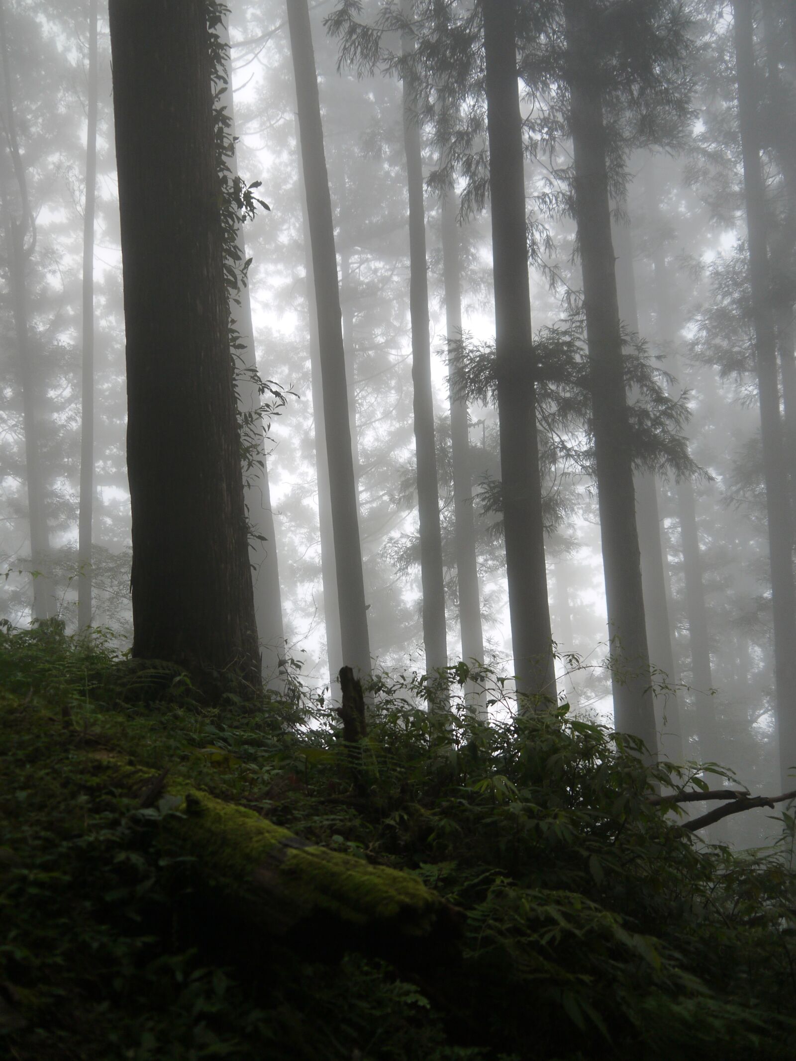 Panasonic Lumix DMC-GF3 sample photo. Dim 朧 beauty, mountains, woodland photography